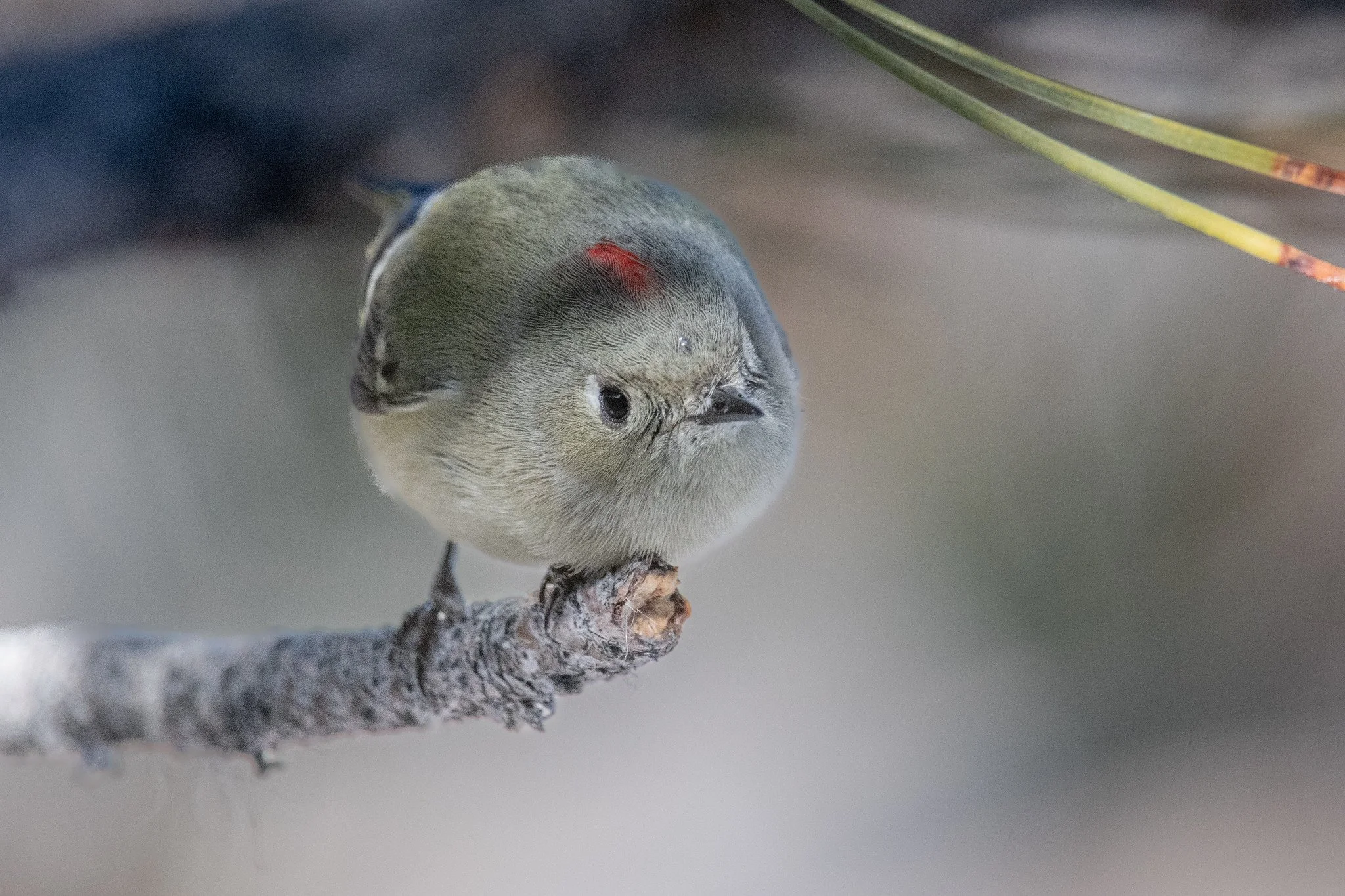 39°27'16.2"N 119°44'09.1"W