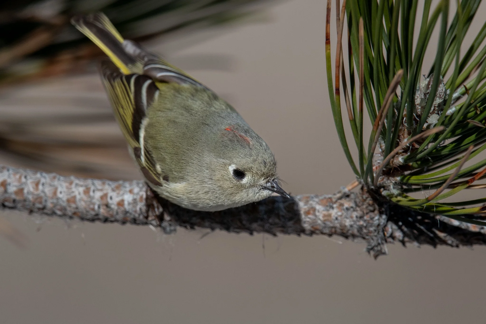 39°27'16.2"N 119°44'09.1"W