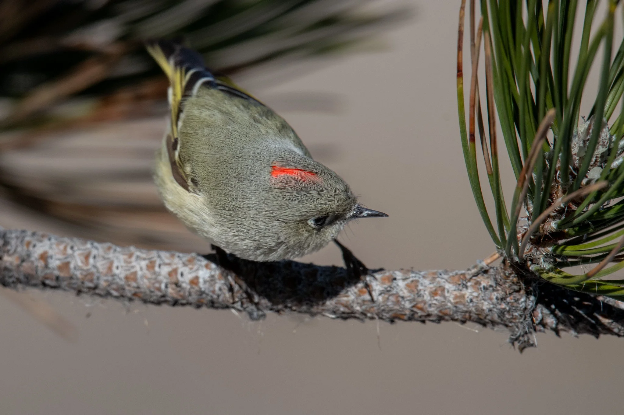 39°27'16.2"N 119°44'09.1"W