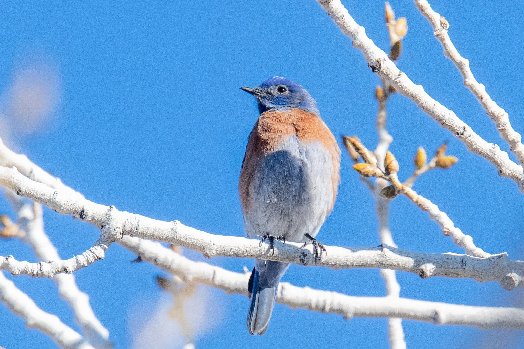 Western Bluebird (Sialia mexicana)