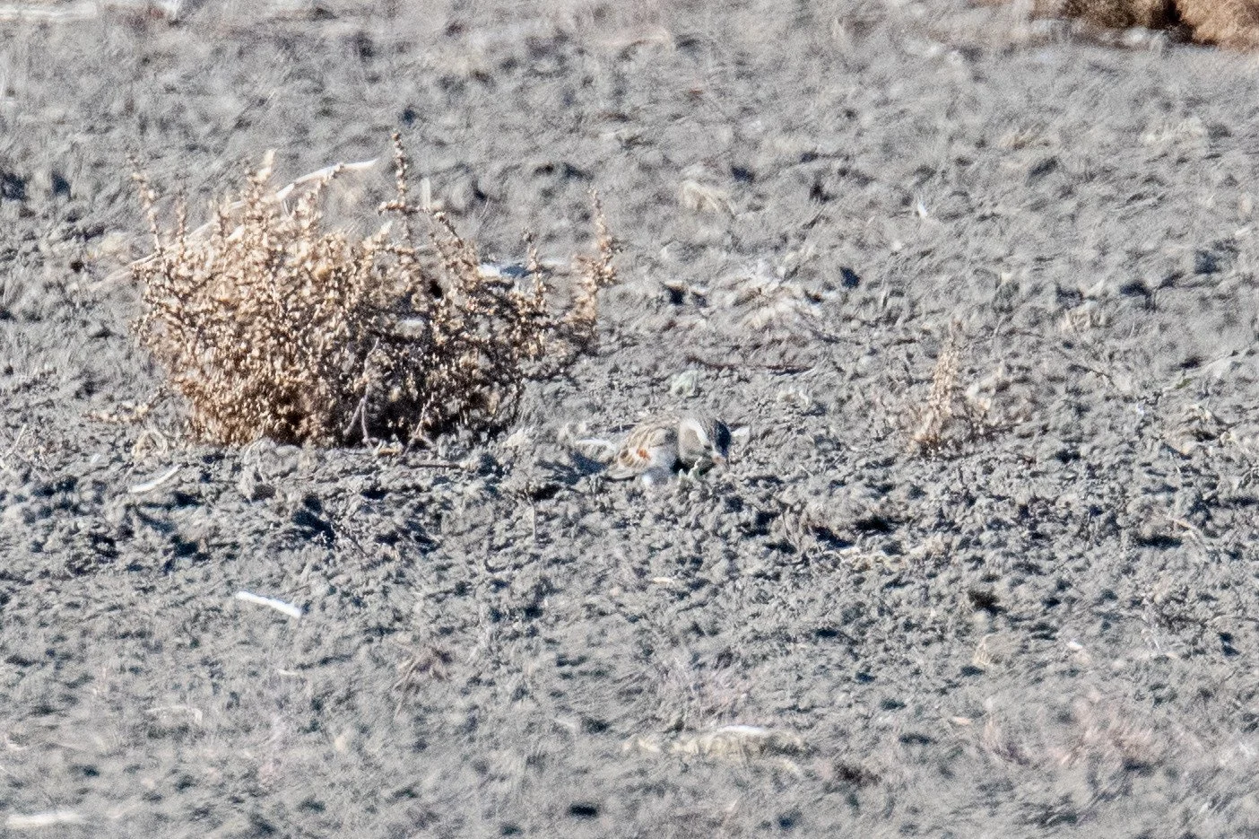Thick-billed Longspur (Rhynchophanes mccownii)