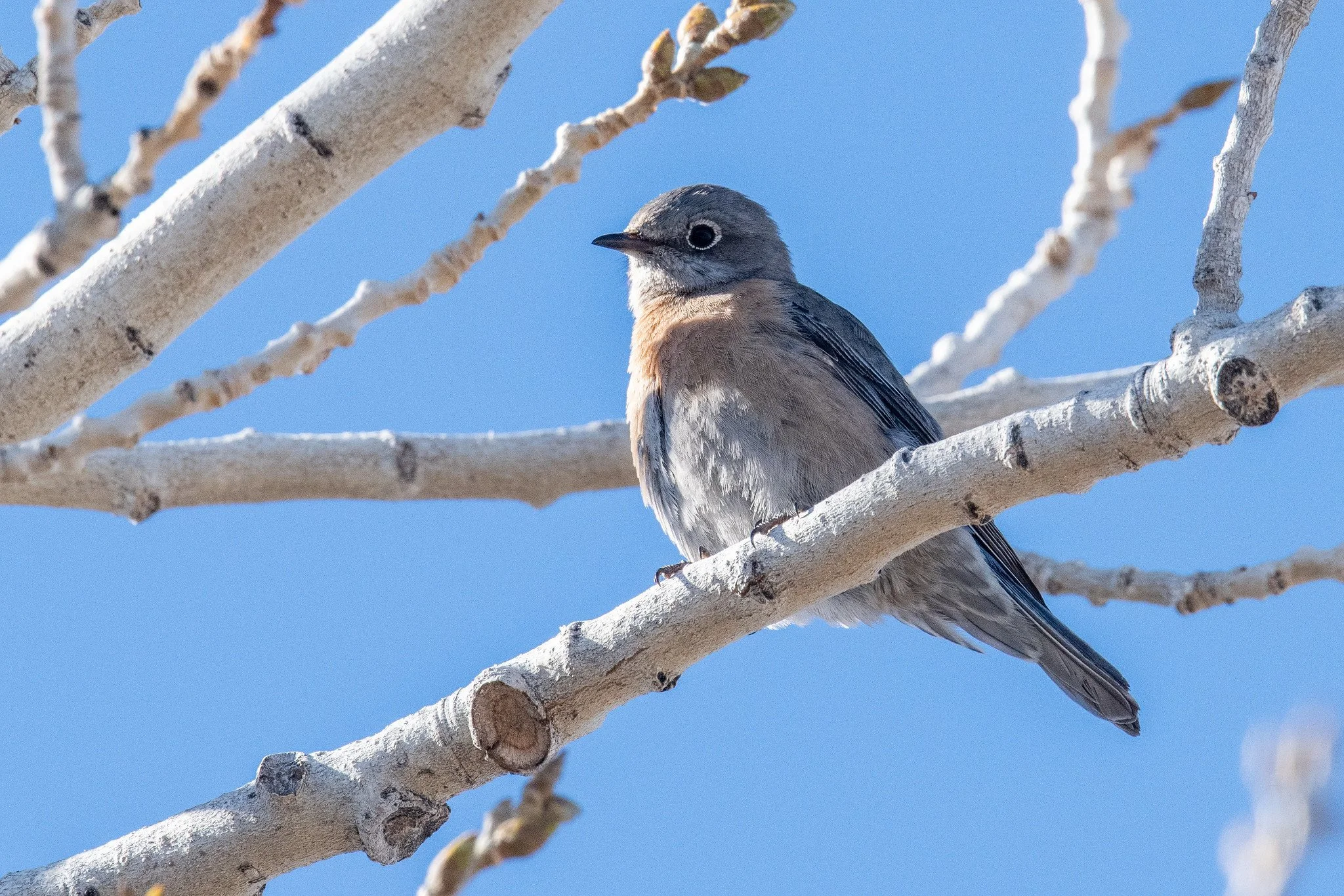 Western Bluebird (Sialia mexicana)