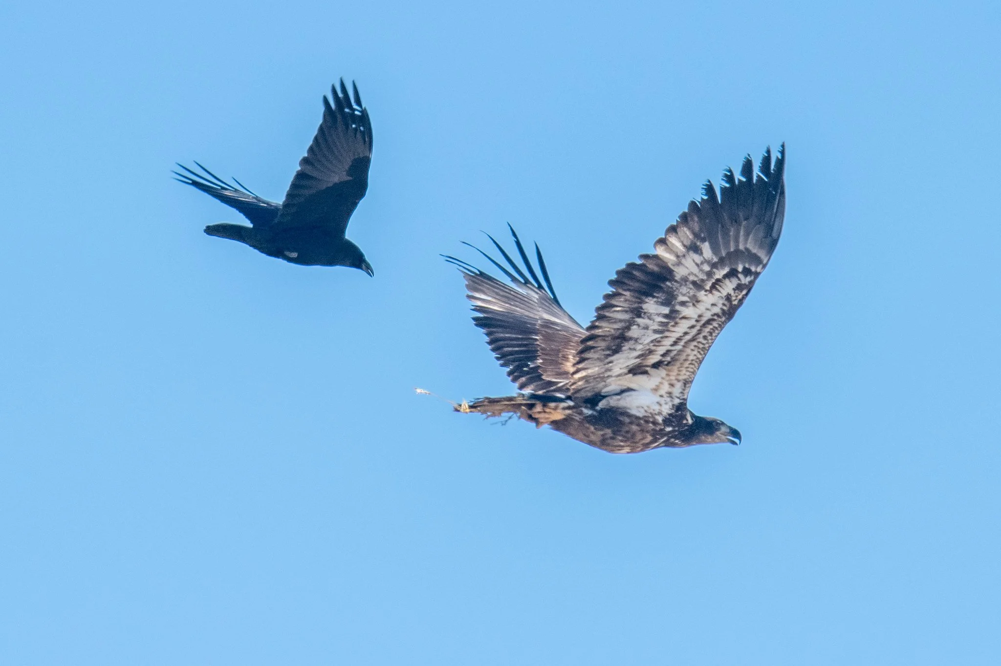 Raven harassing Immature Bald Eagle