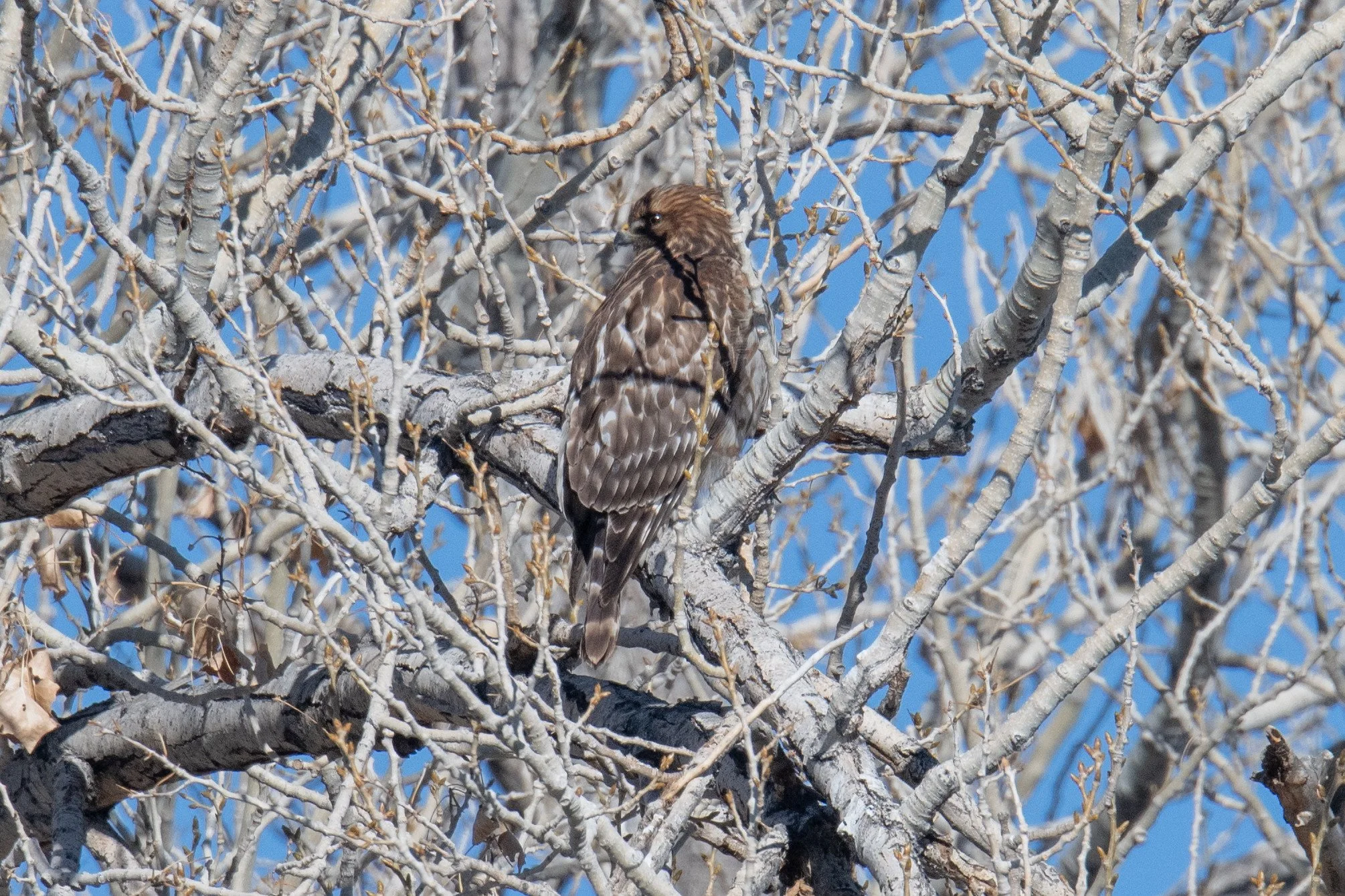 Red-shouldered Hawk (Buteo lineatus)
