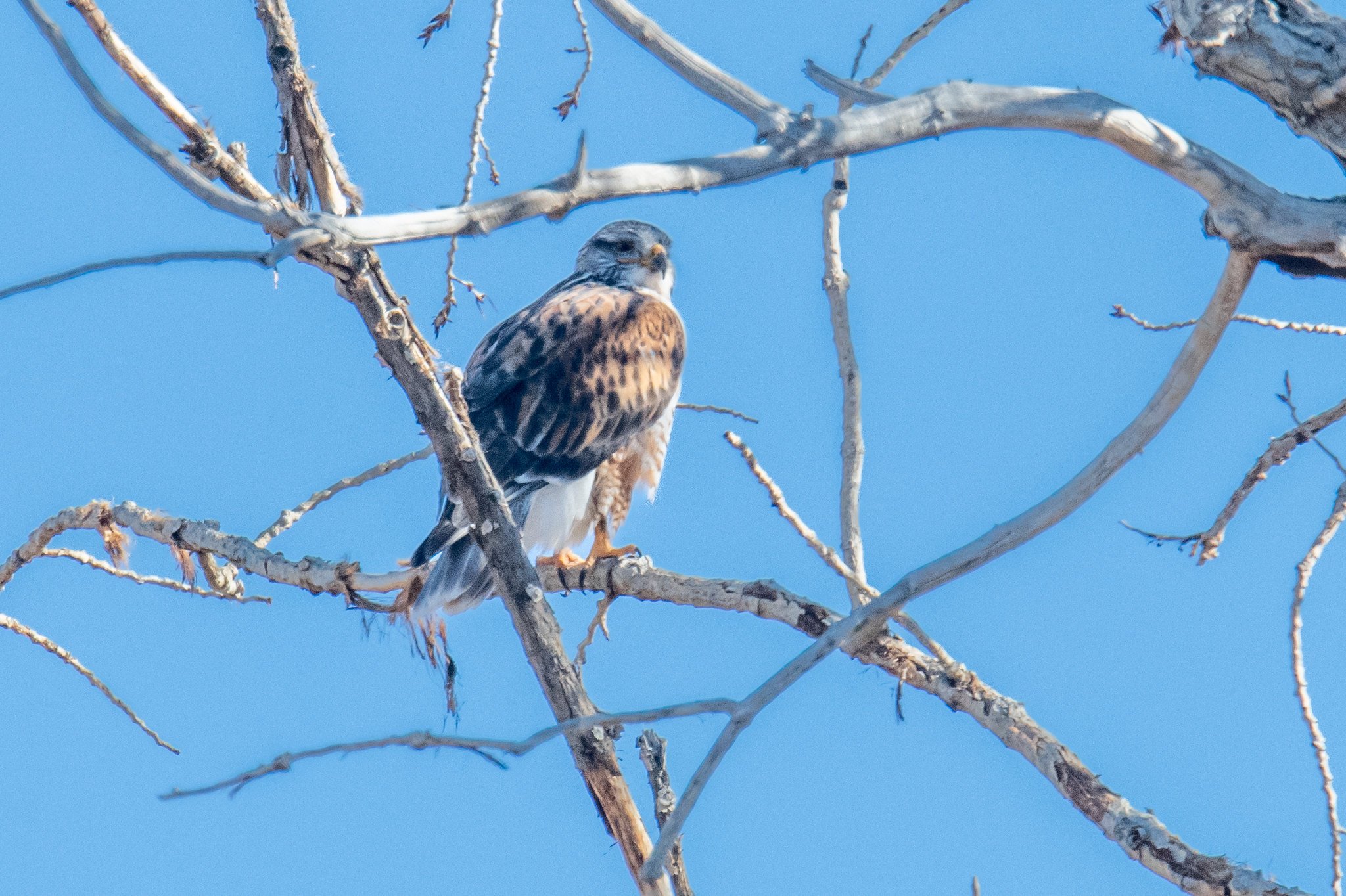 Ferruginous Hawk (Buteo regalis)