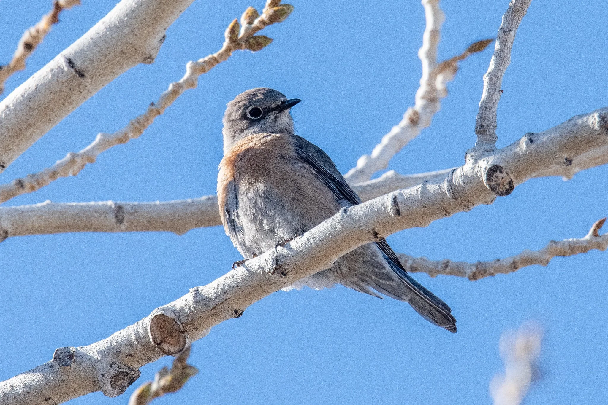 Western Bluebird (Sialia mexicana)
