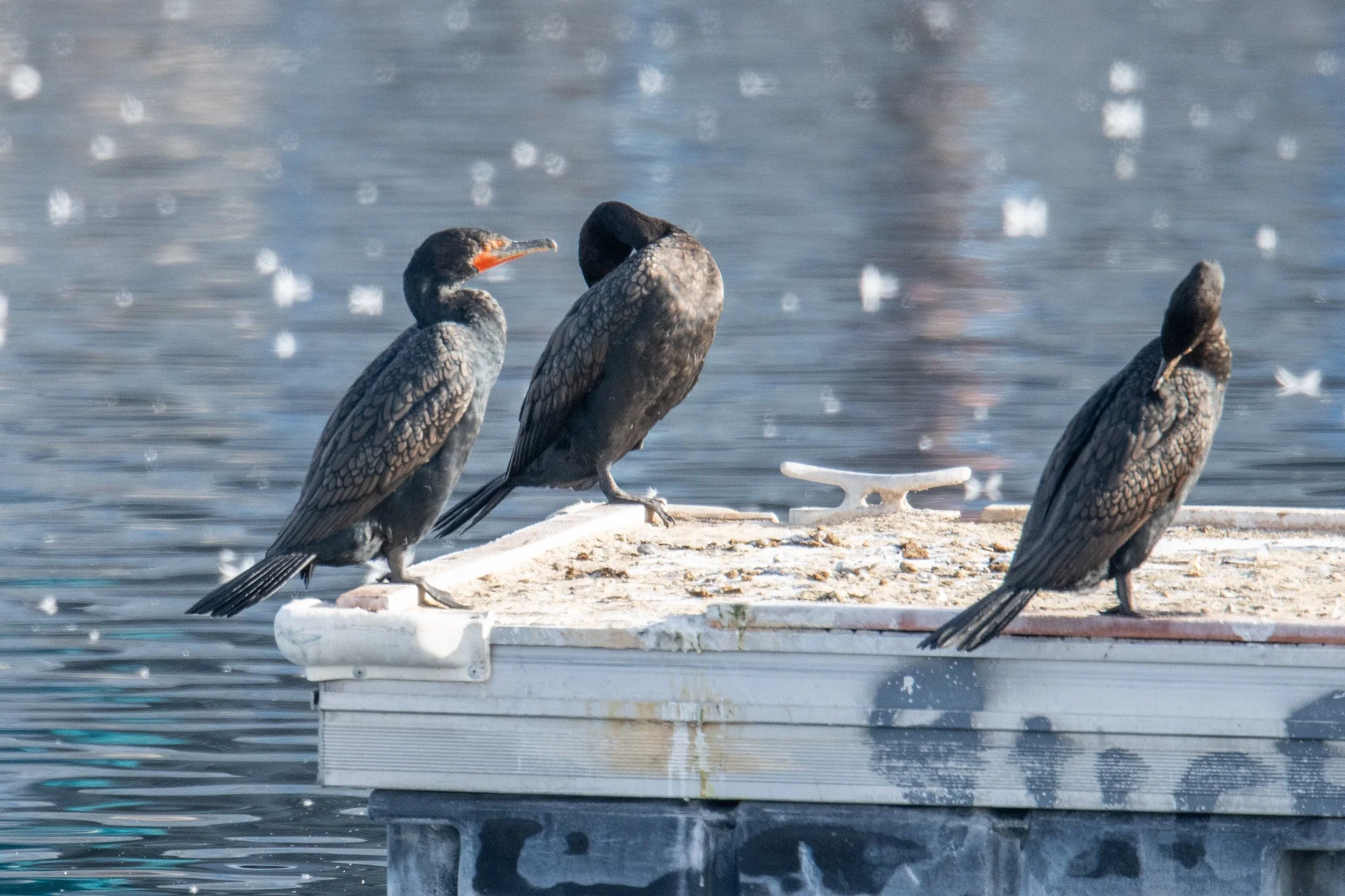 Double-crested Cormorant (Nannopterum auritum)