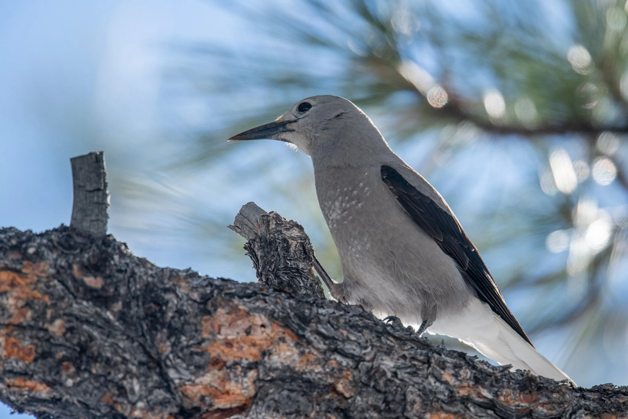 Clark's Nutcracker (Nucifraga columbiana)
