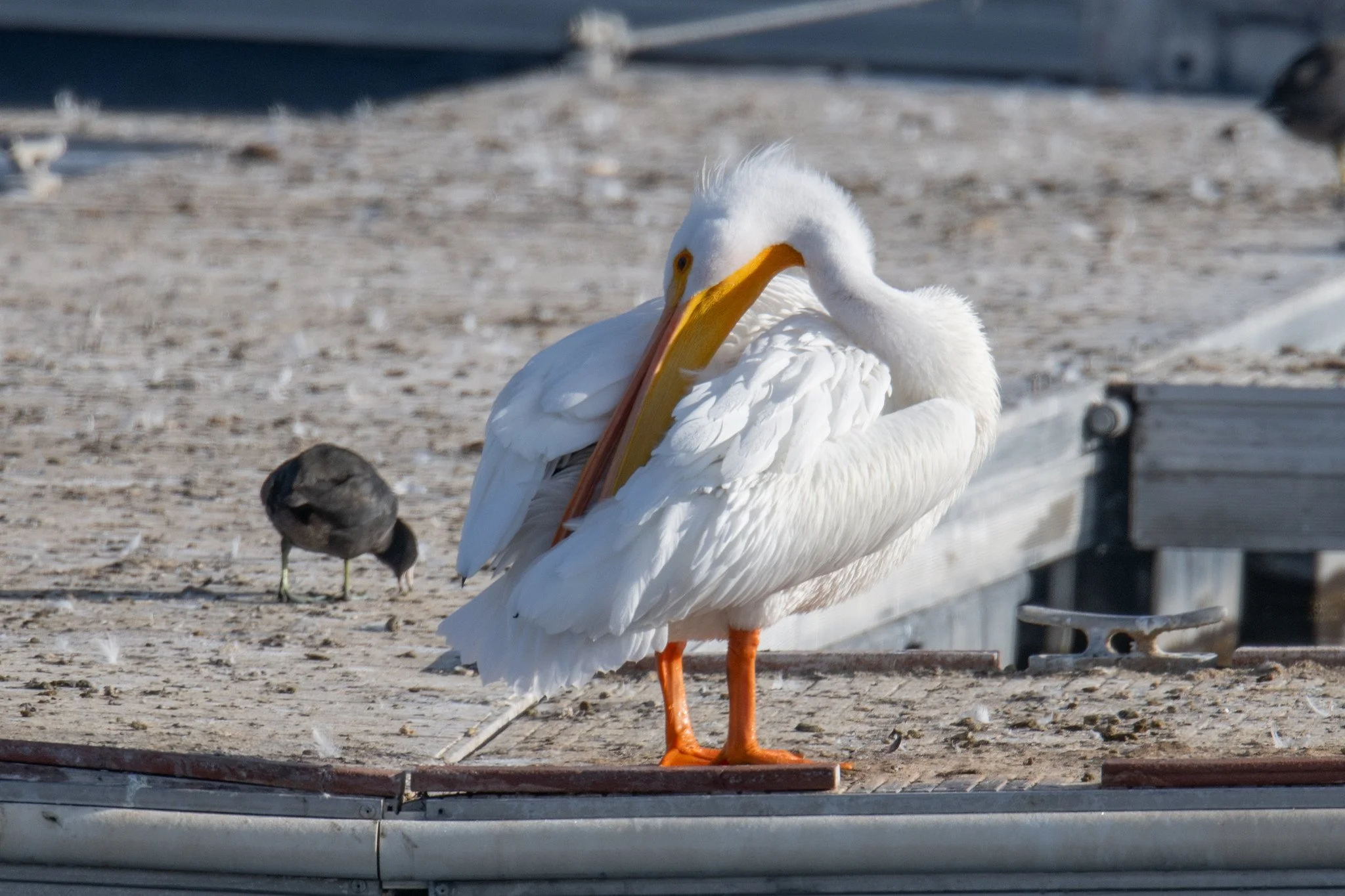 American White Pelican (Pelecanus erythrorhynchos)