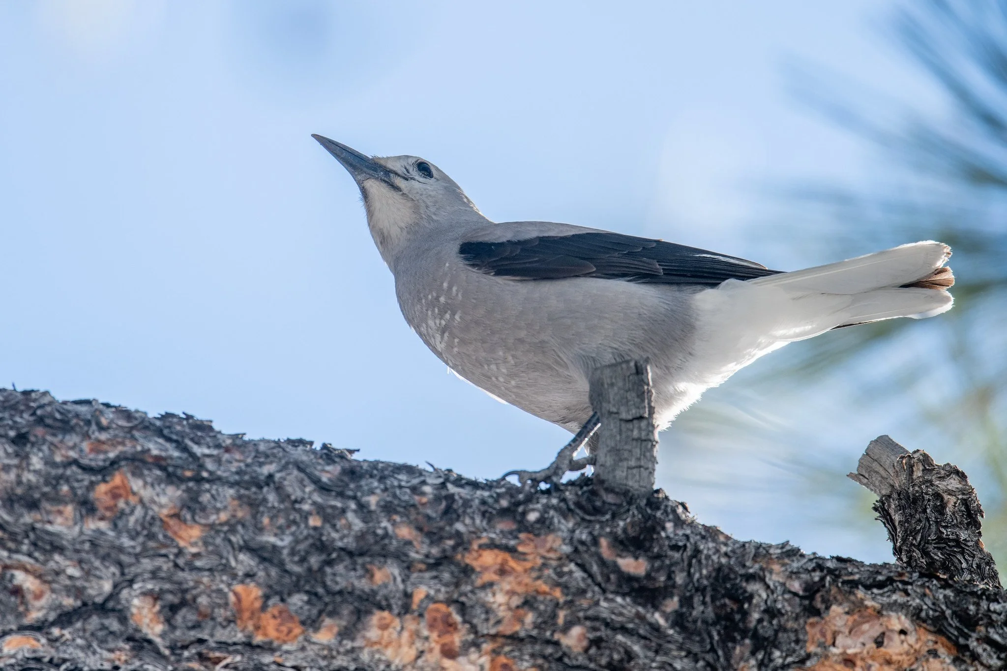 Clark's Nutcracker (Nucifraga columbiana)