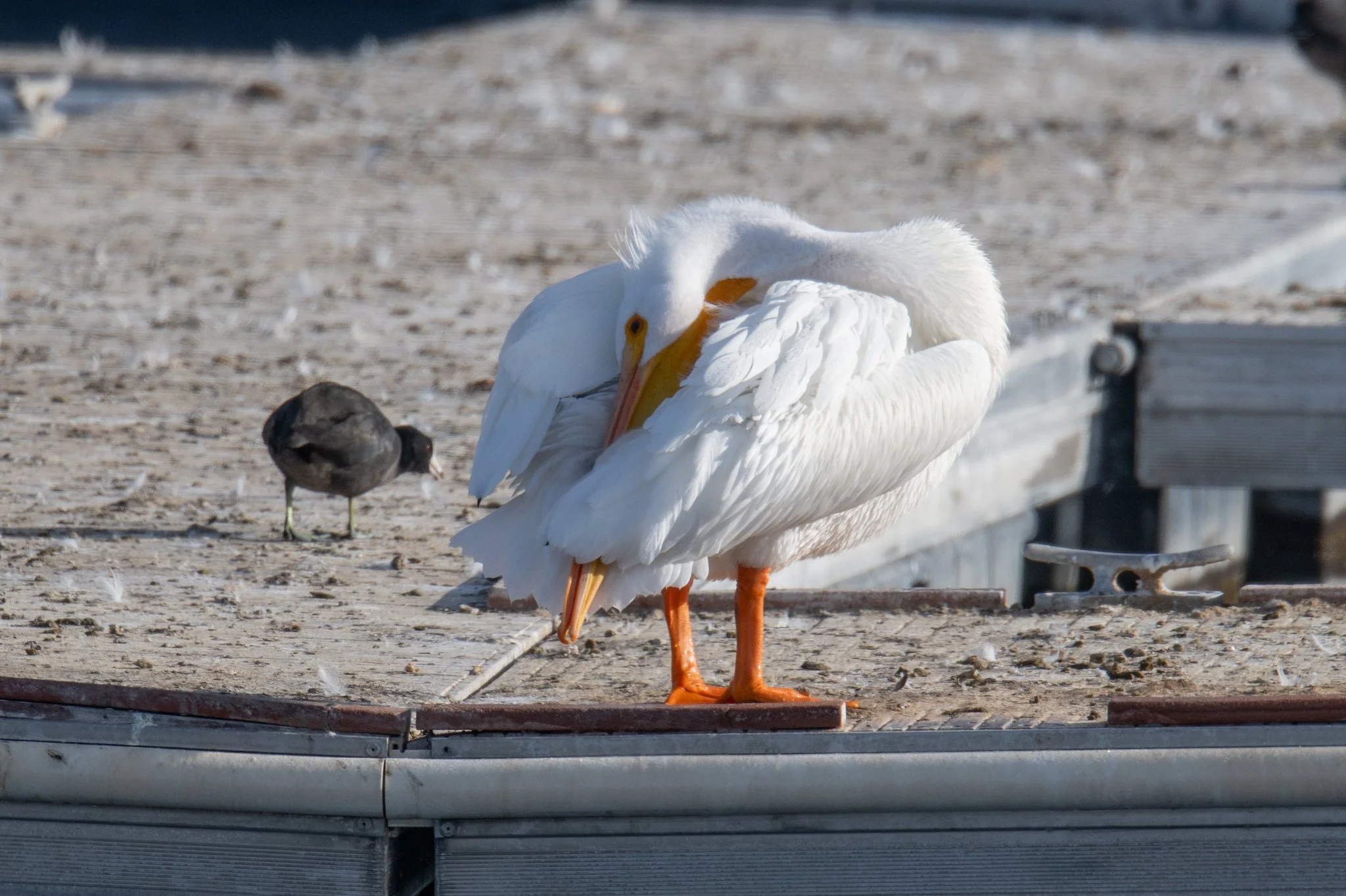 American White Pelican (Pelecanus erythrorhynchos)