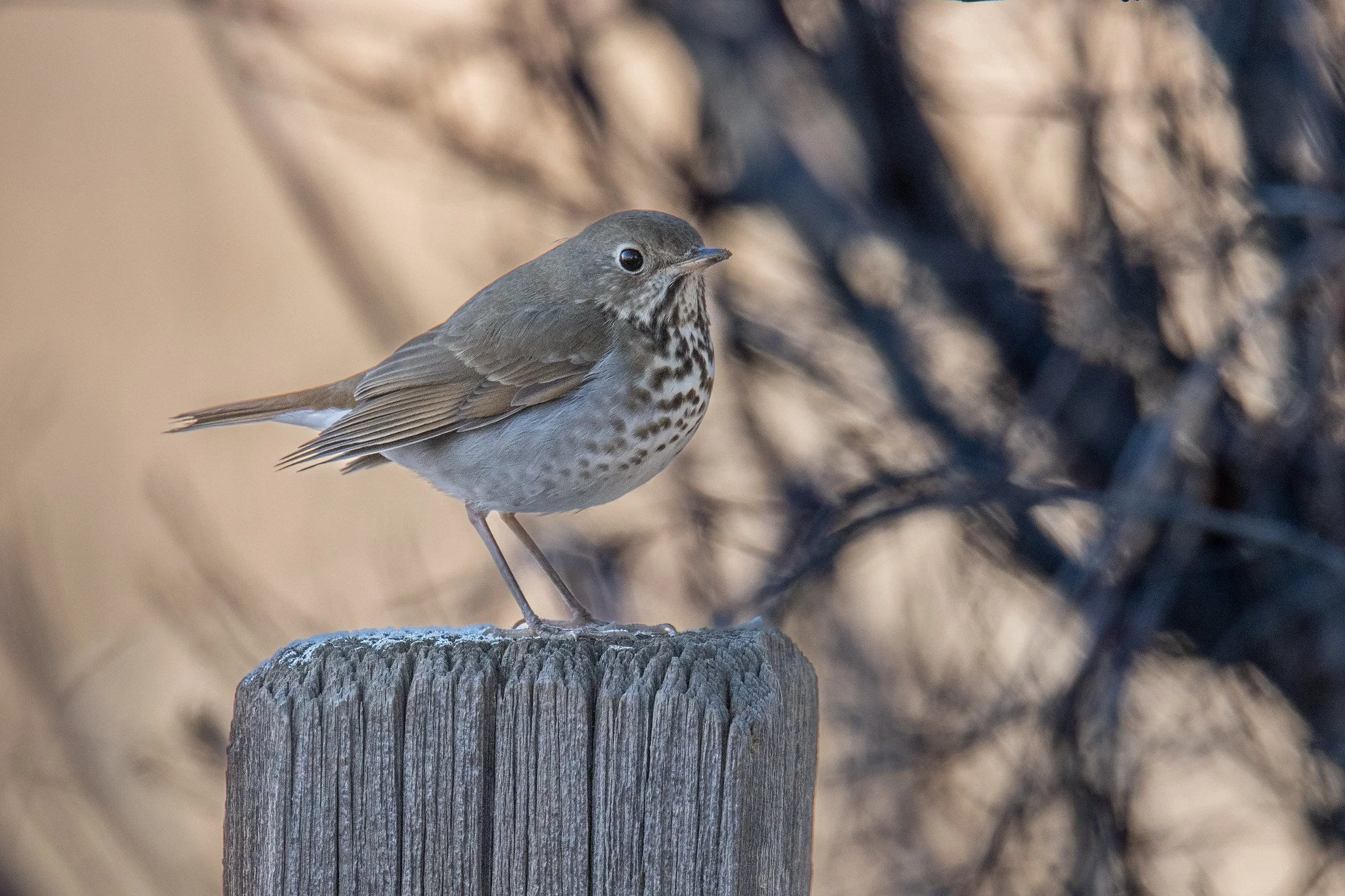 Hermit Thrush (Catharus guttatus)