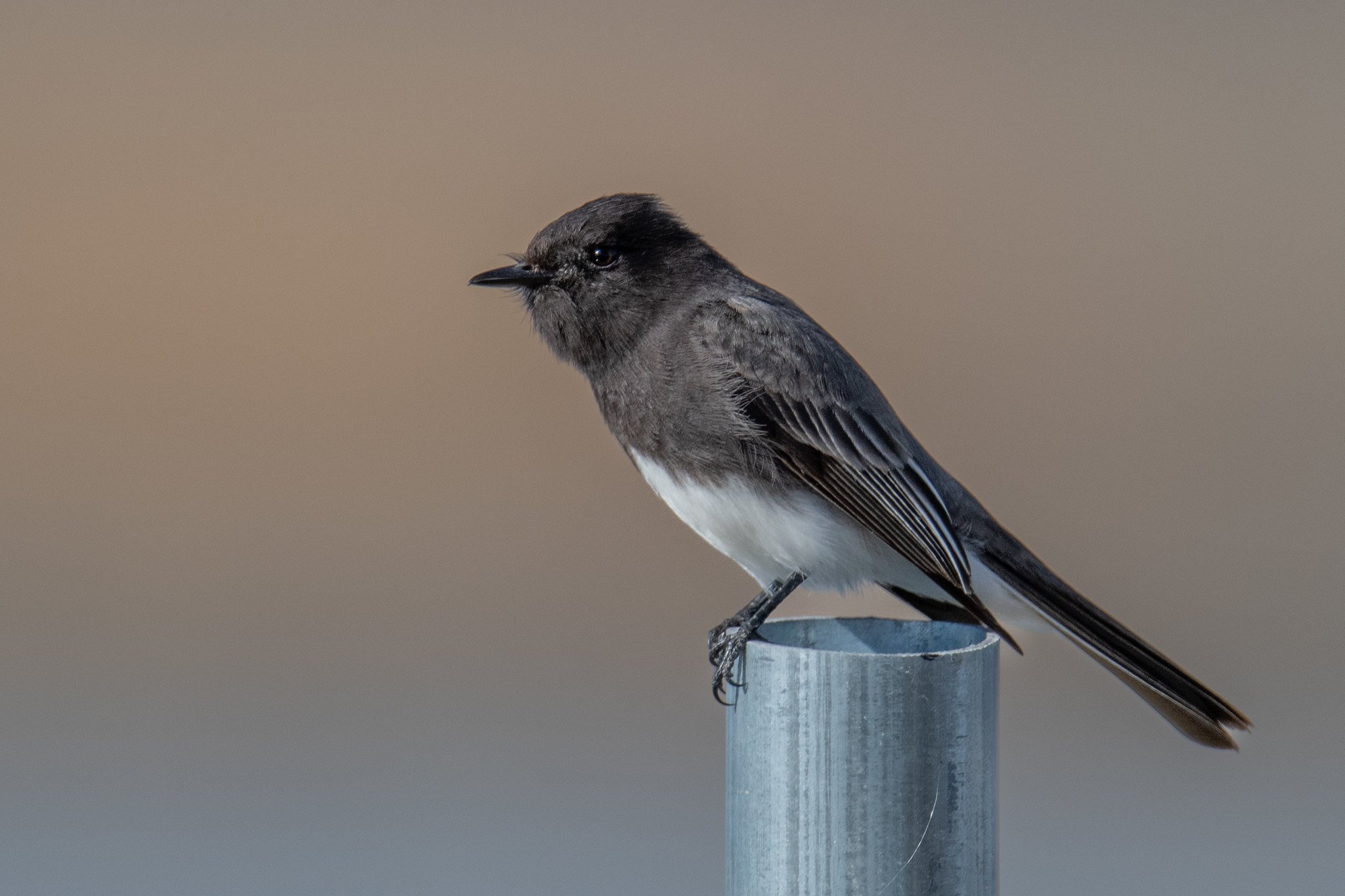 Black Phoebe (Sayornis nigricans)