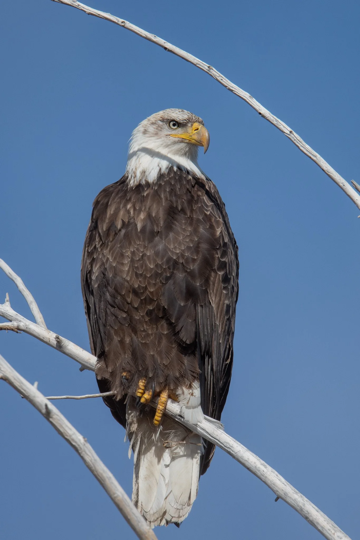 Bald Eagle (Haliaeetus leucocephalus)
