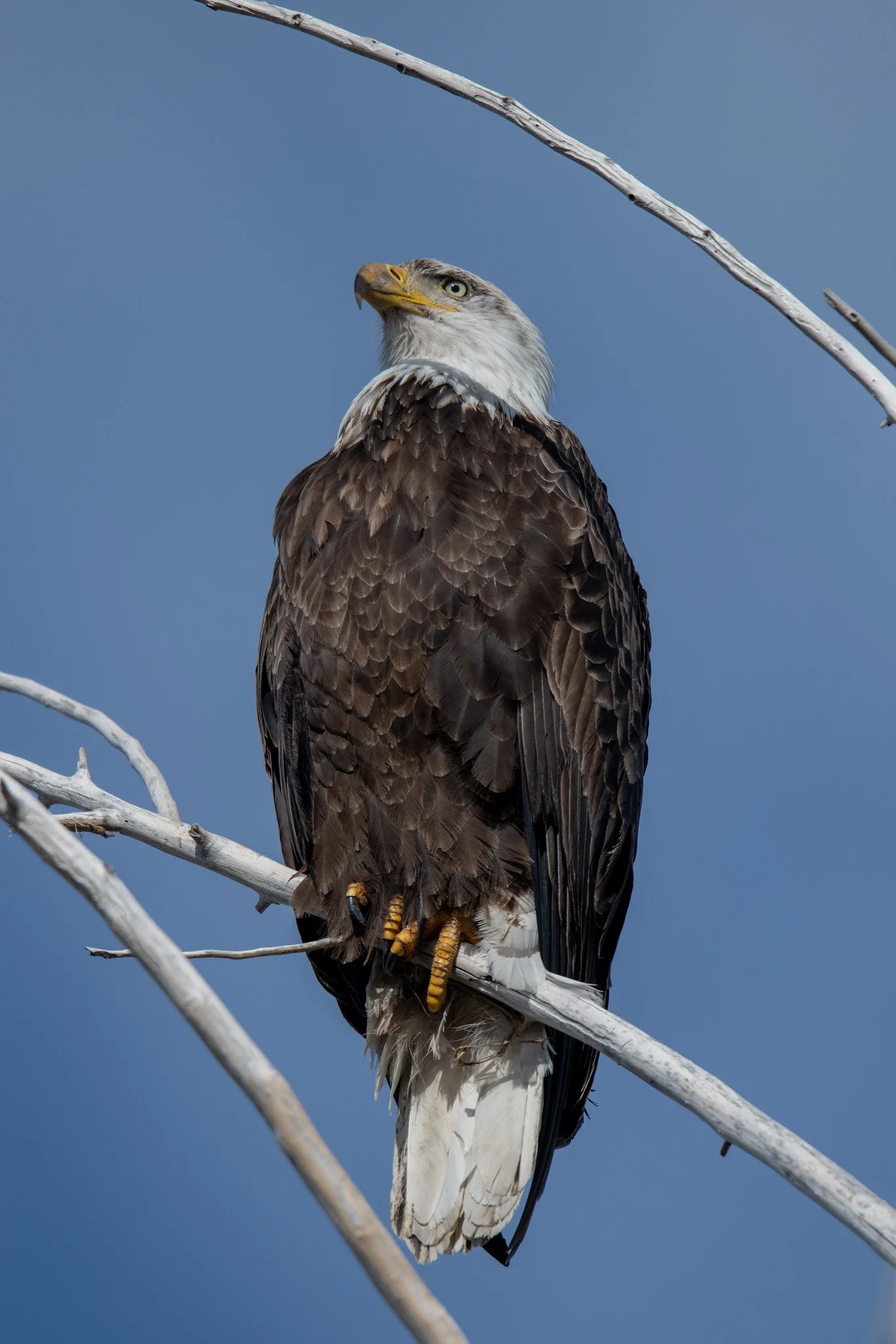 Bald Eagle (Haliaeetus leucocephalus)