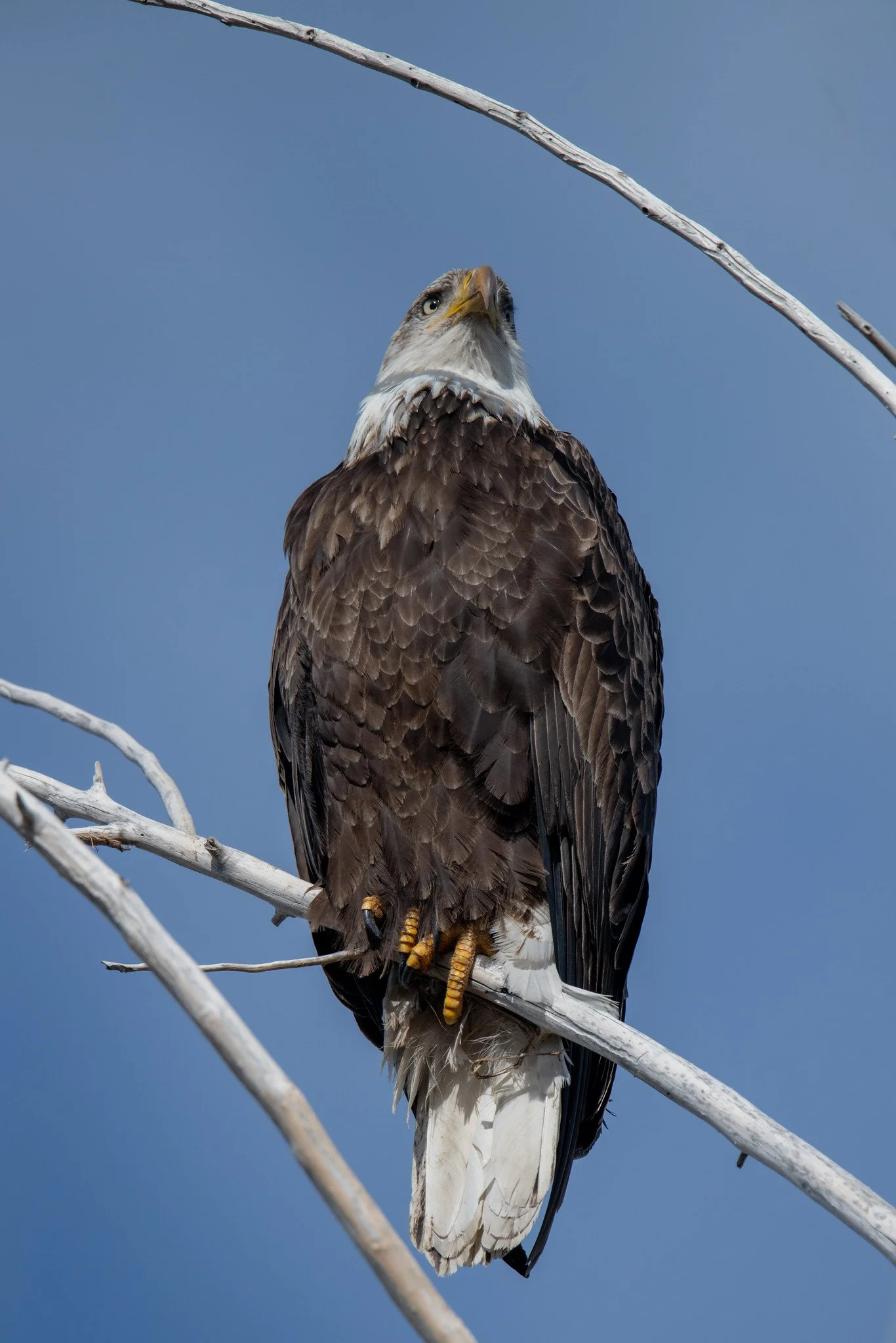 Bald Eagle (Haliaeetus leucocephalus)