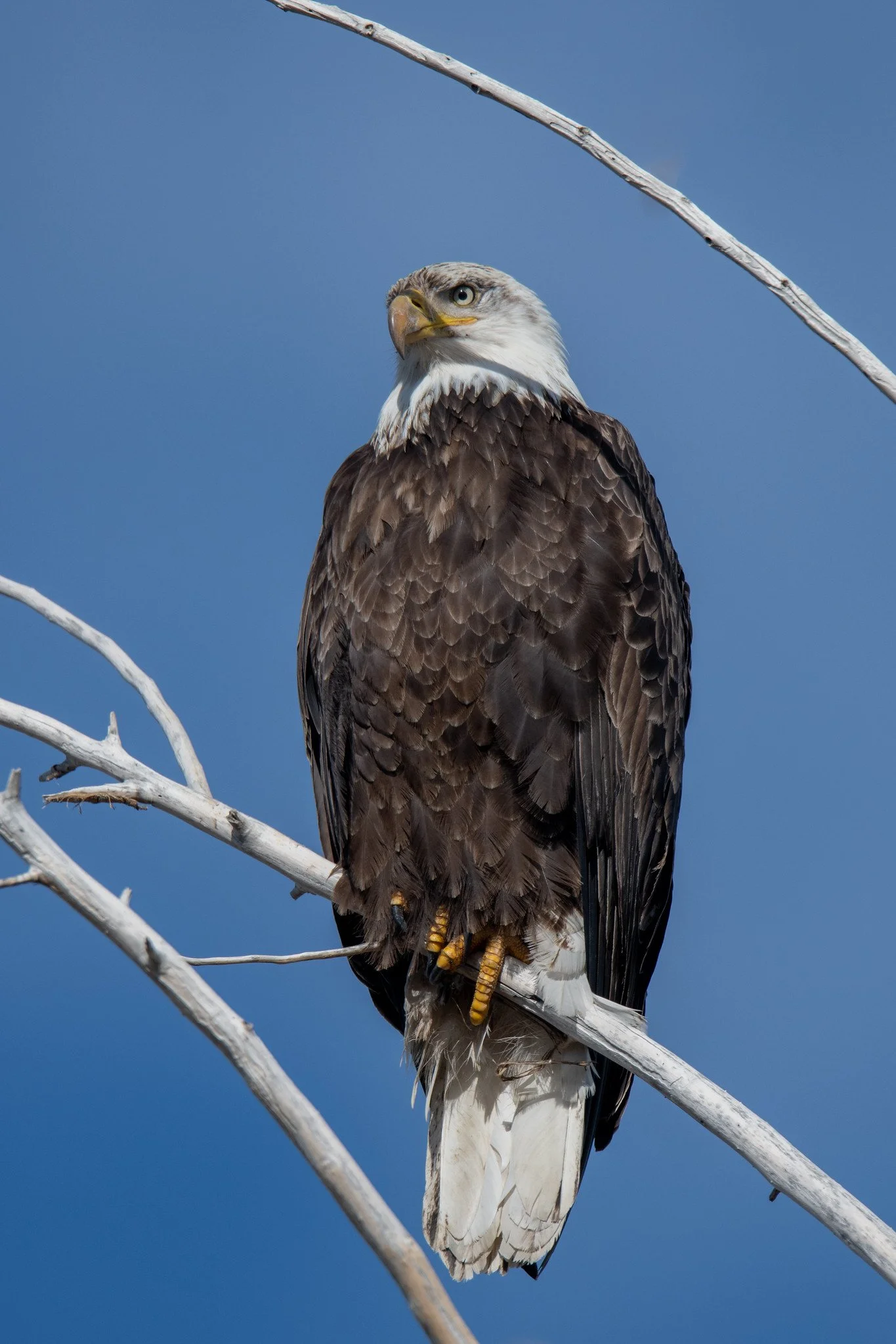 Bald Eagle (Haliaeetus leucocephalus)