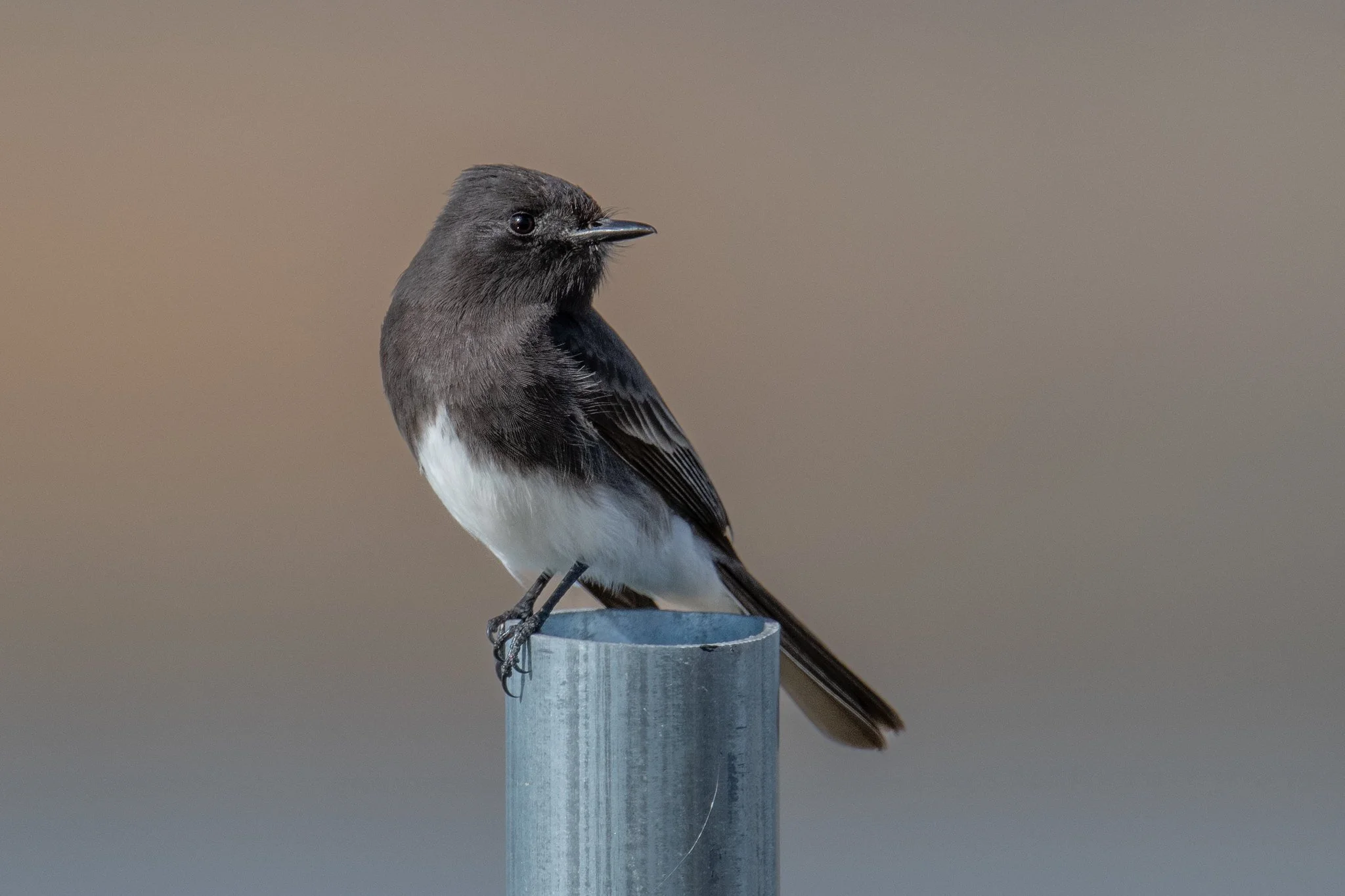 Black Phoebe (Sayornis nigricans)