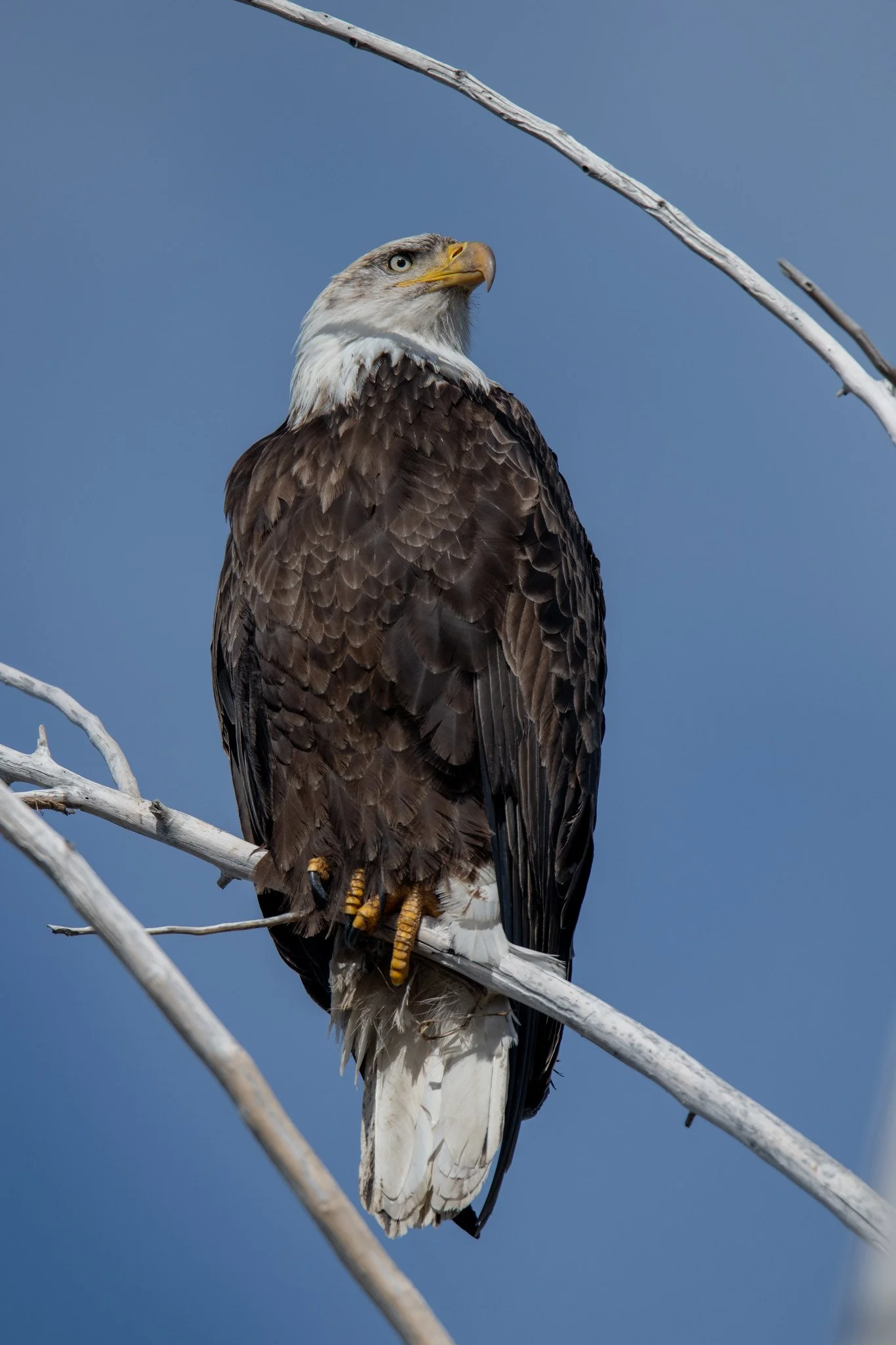 Bald Eagle (Haliaeetus leucocephalus)
