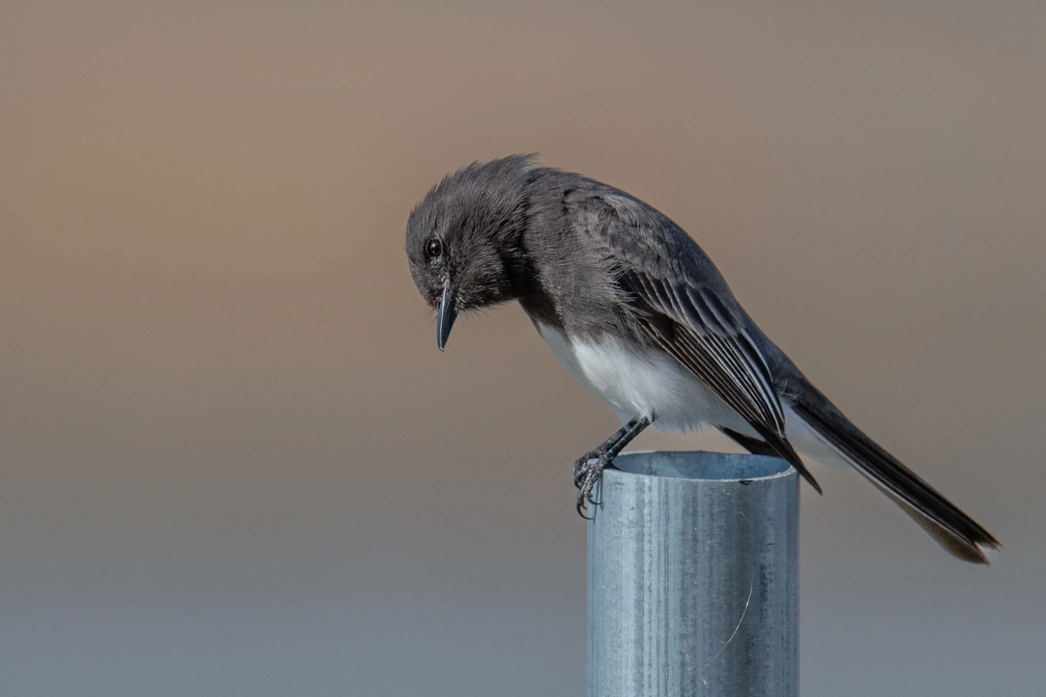 Black Phoebe (Sayornis nigricans)