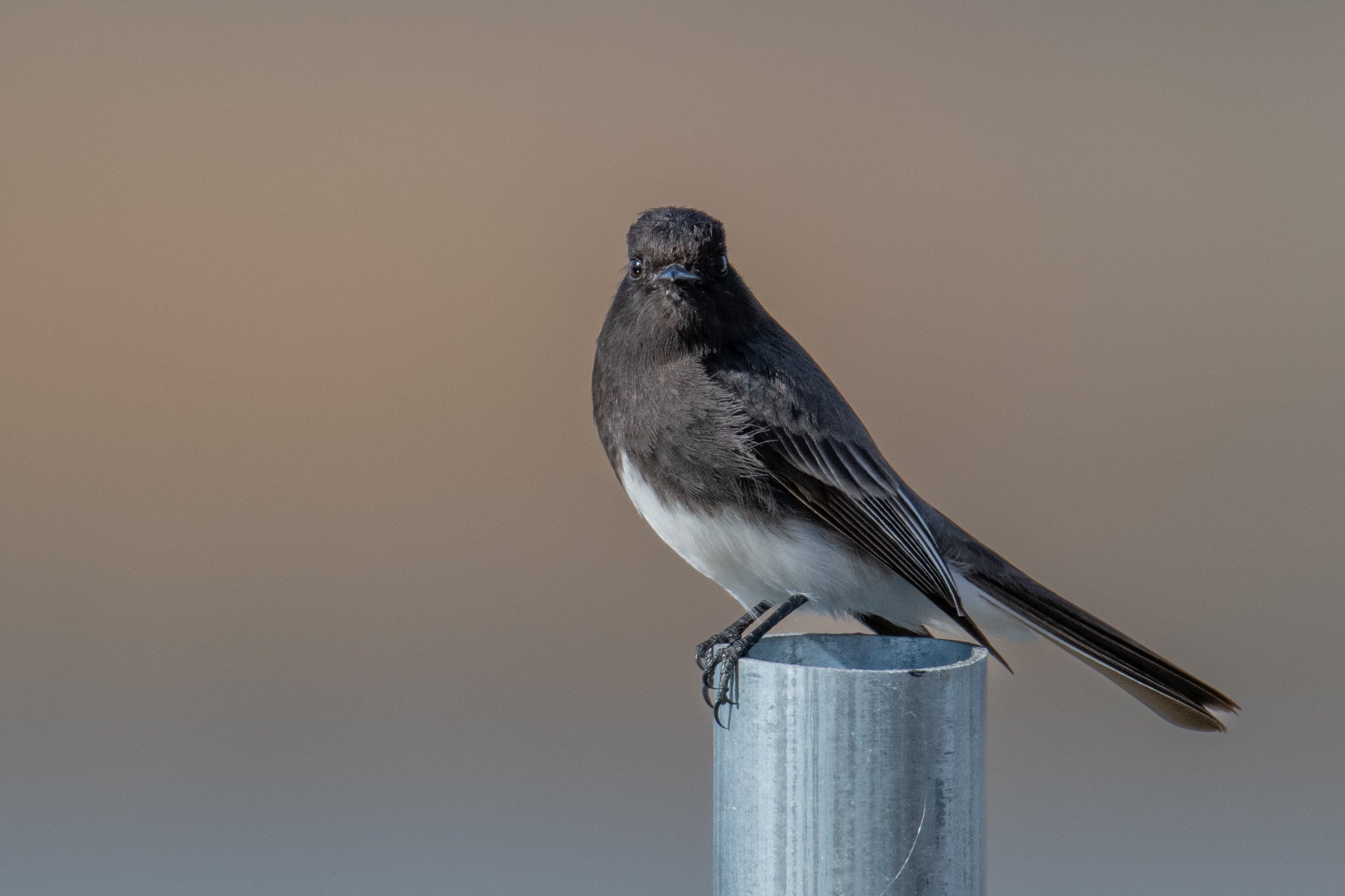 Black Phoebe (Sayornis nigricans)