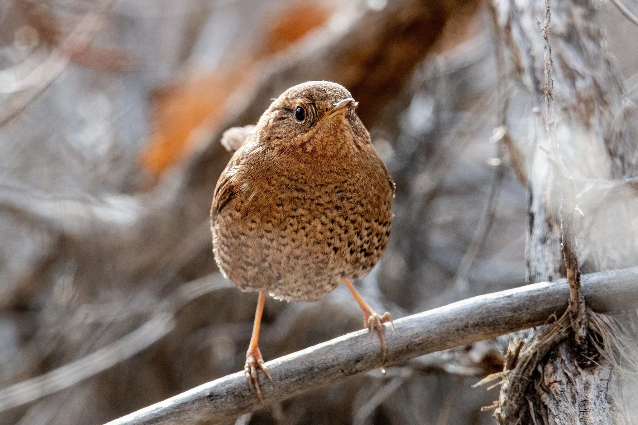 Pacific Wren (Troglodytes pacificus)