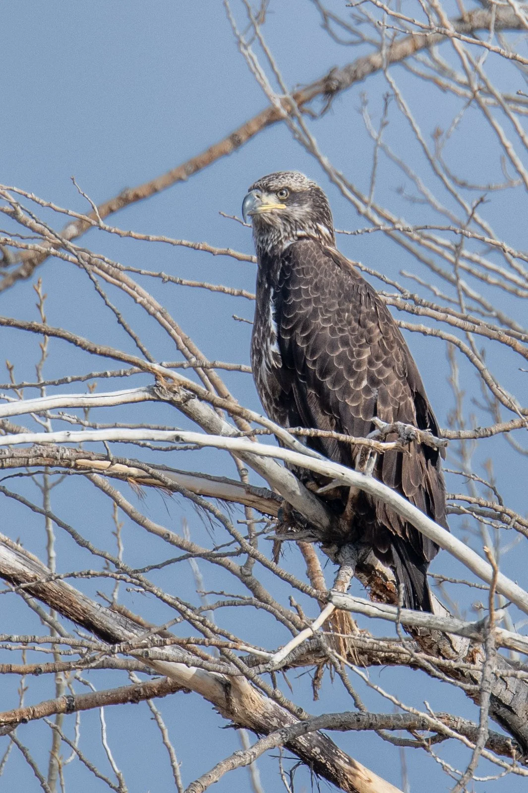 Bald Eagle (Haliaeetus leucocephalus)