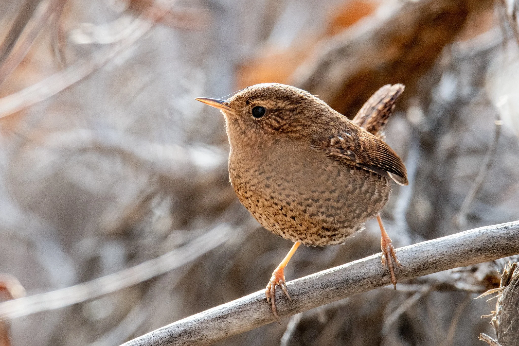 Pacific Wren (Troglodytes pacificus)