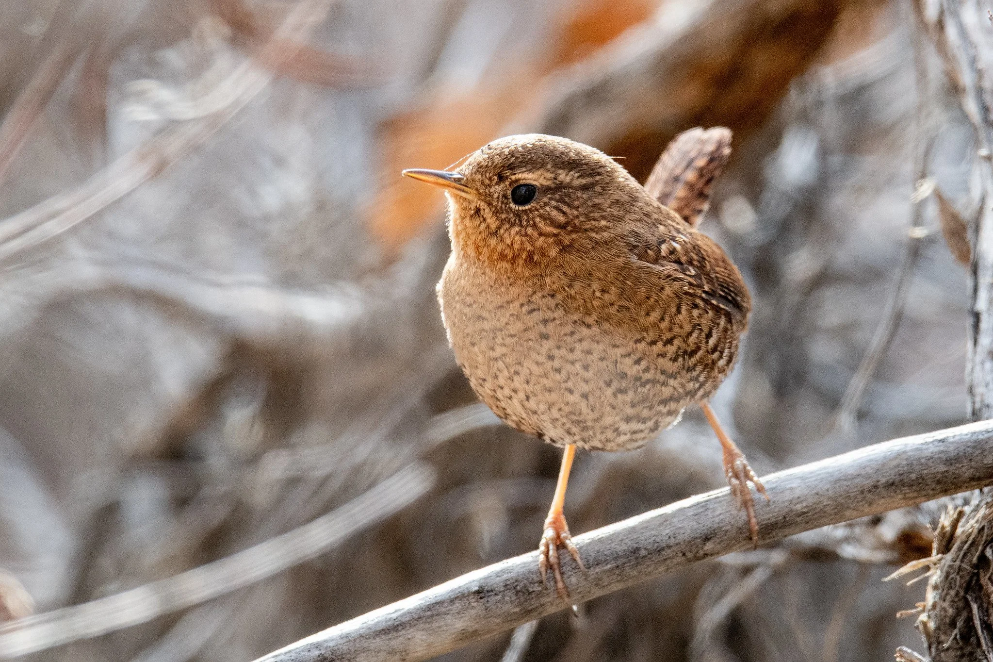 Pacific Wren (Troglodytes pacificus)