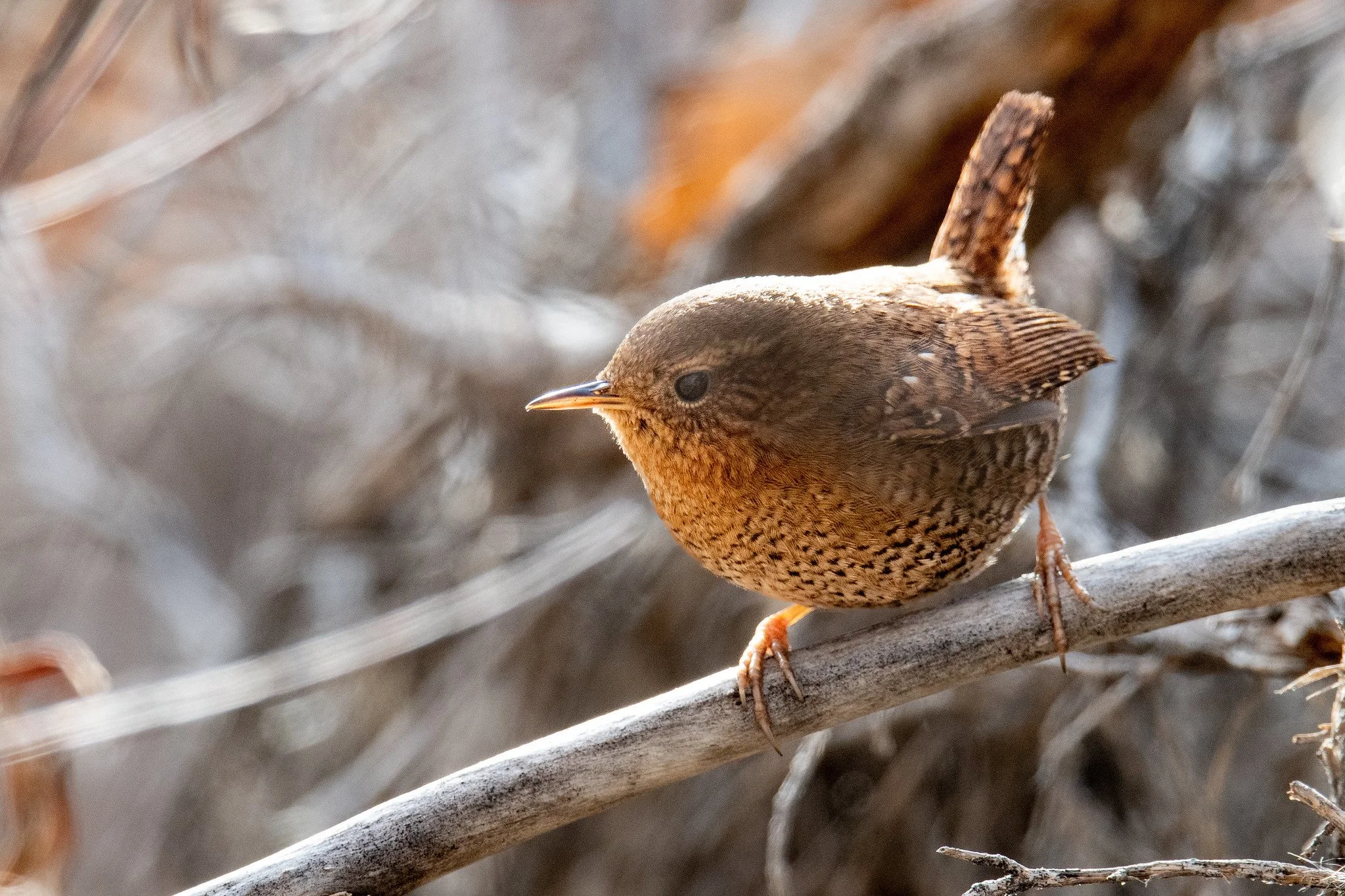 Pacific Wren (Troglodytes pacificus)