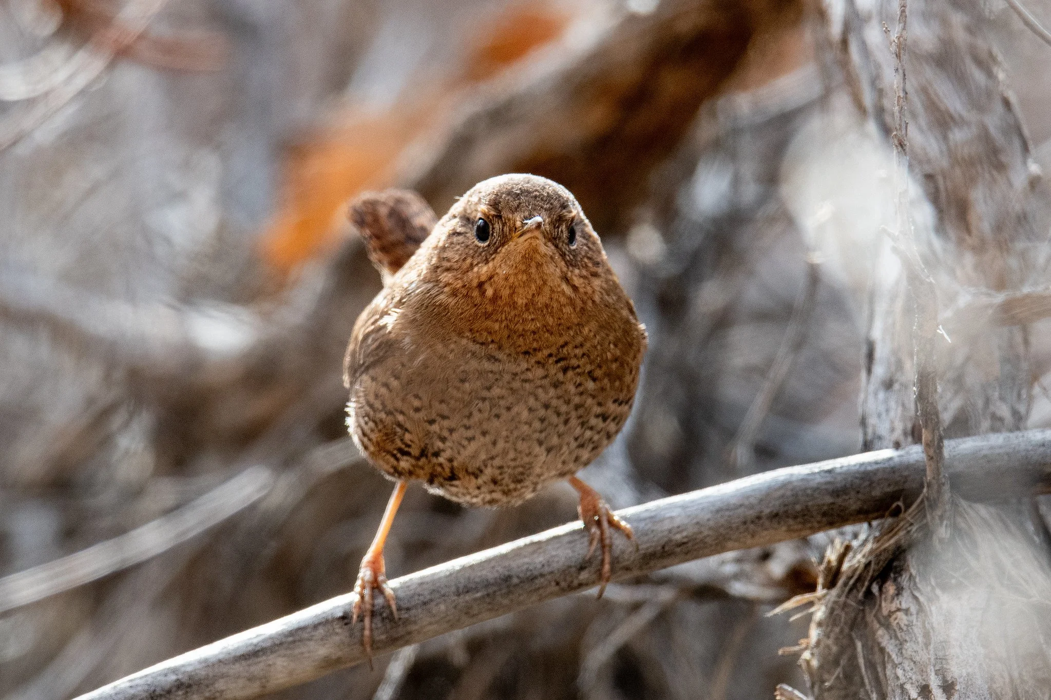 Pacific Wren (Troglodytes pacificus)