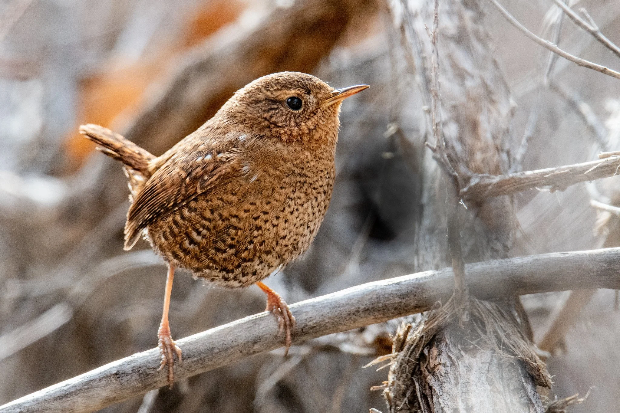 Pacific Wren (Troglodytes pacificus)