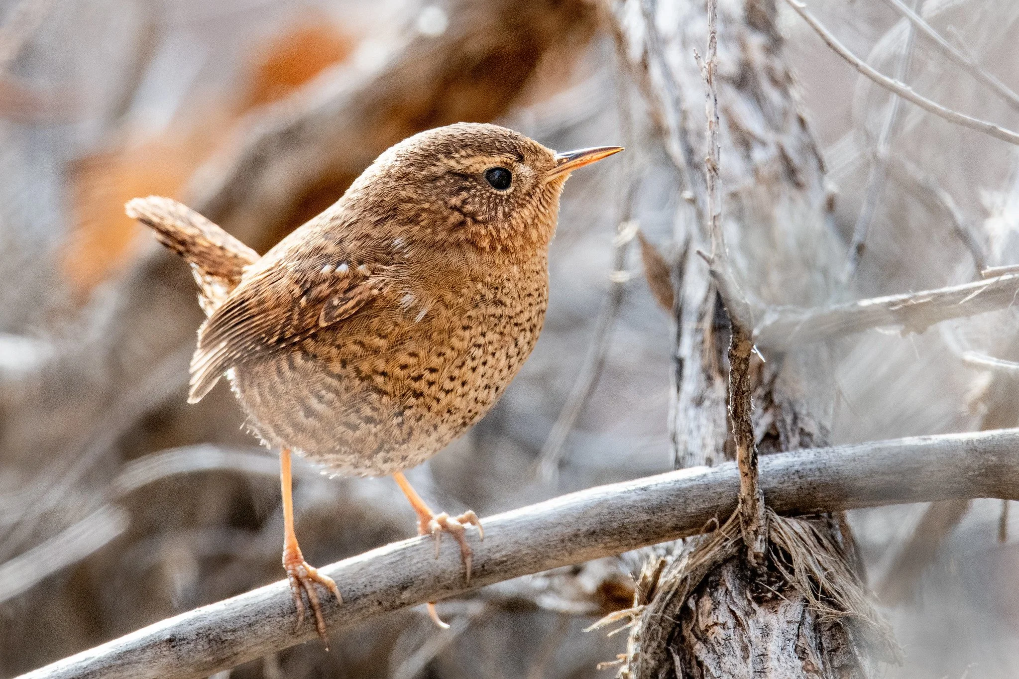 Pacific Wren (Troglodytes pacificus)