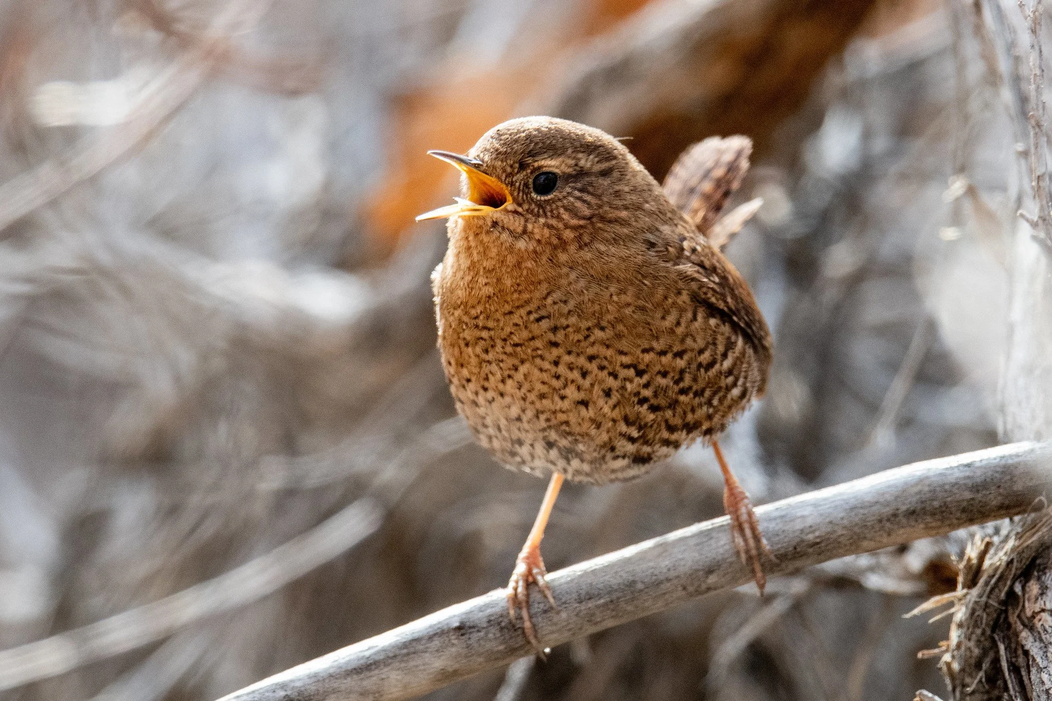 Pacific Wren (Troglodytes pacificus)