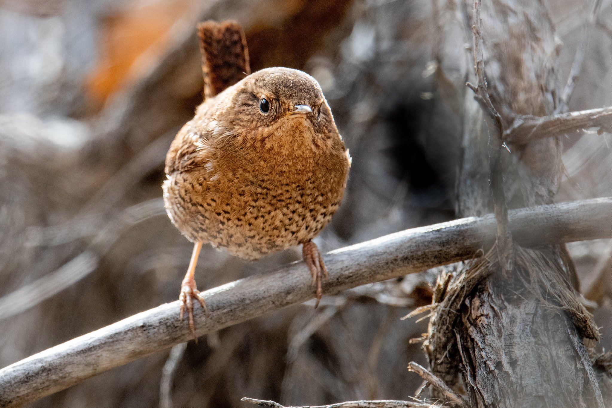 Pacific Wren (Troglodytes pacificus)