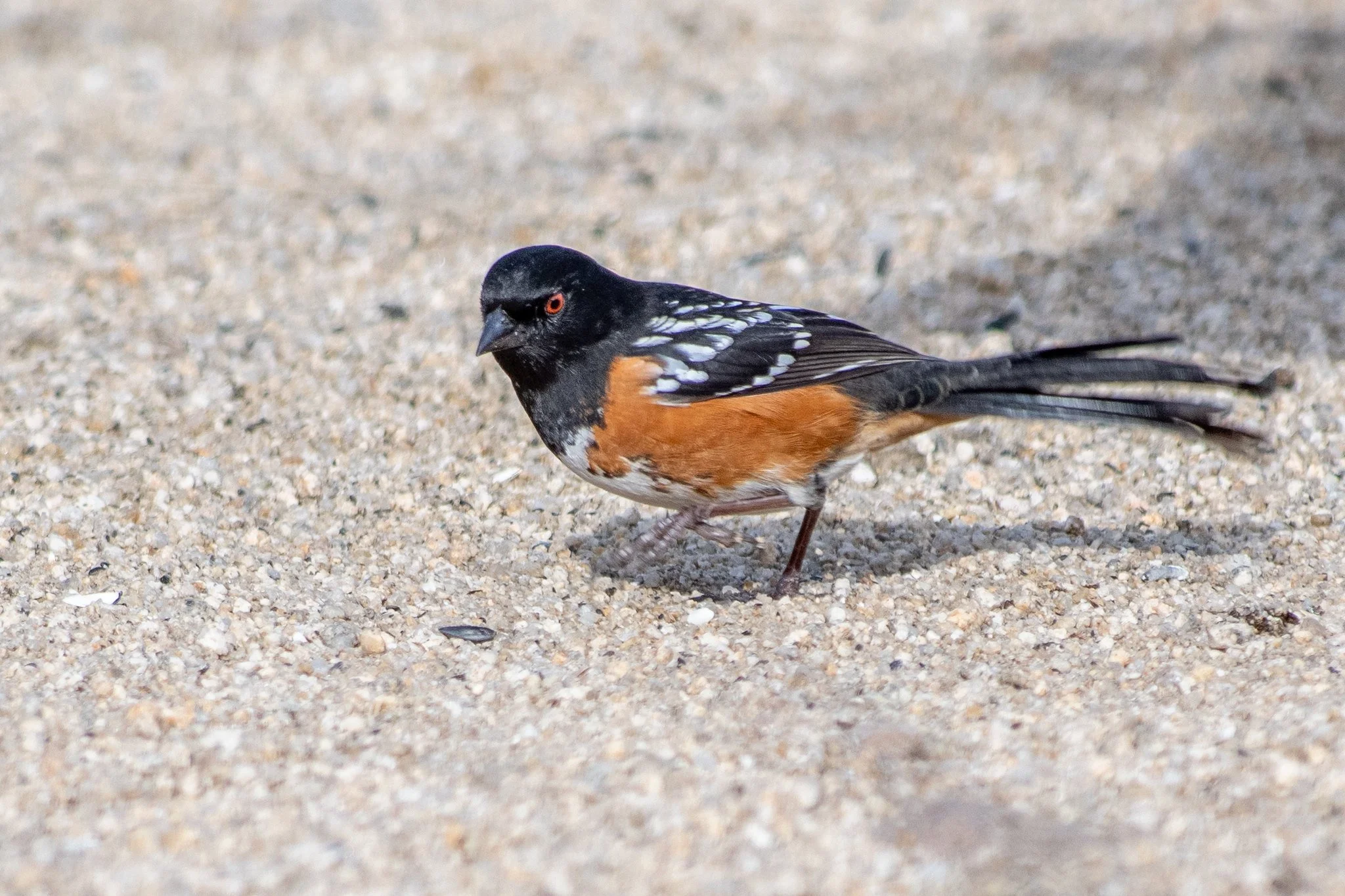 Spotted Towhee (Pipilo maculatus)