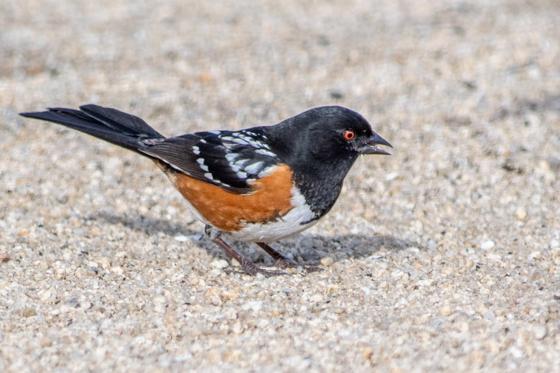 Spotted Towhee (Pipilo maculatus)