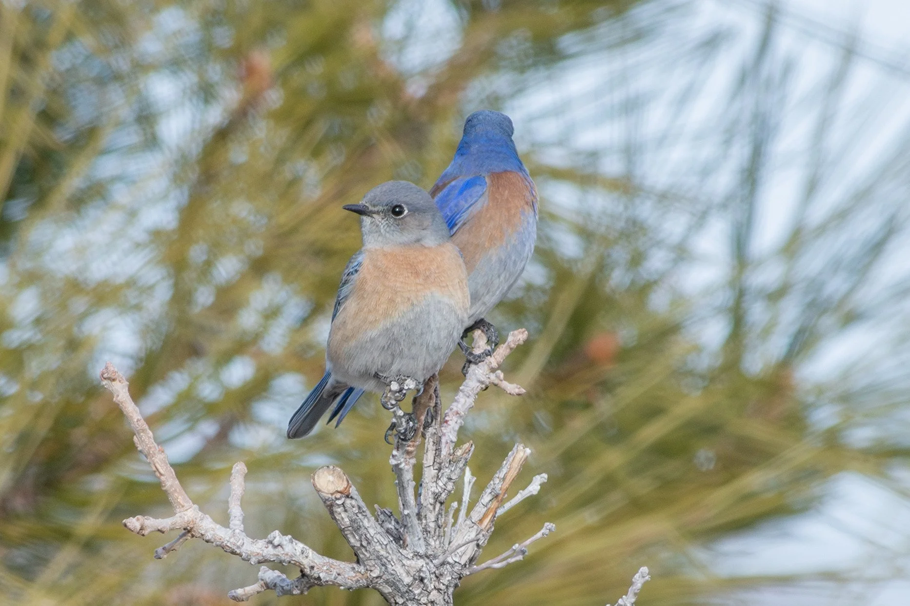 Western Bluebird (Sialia mexicana)