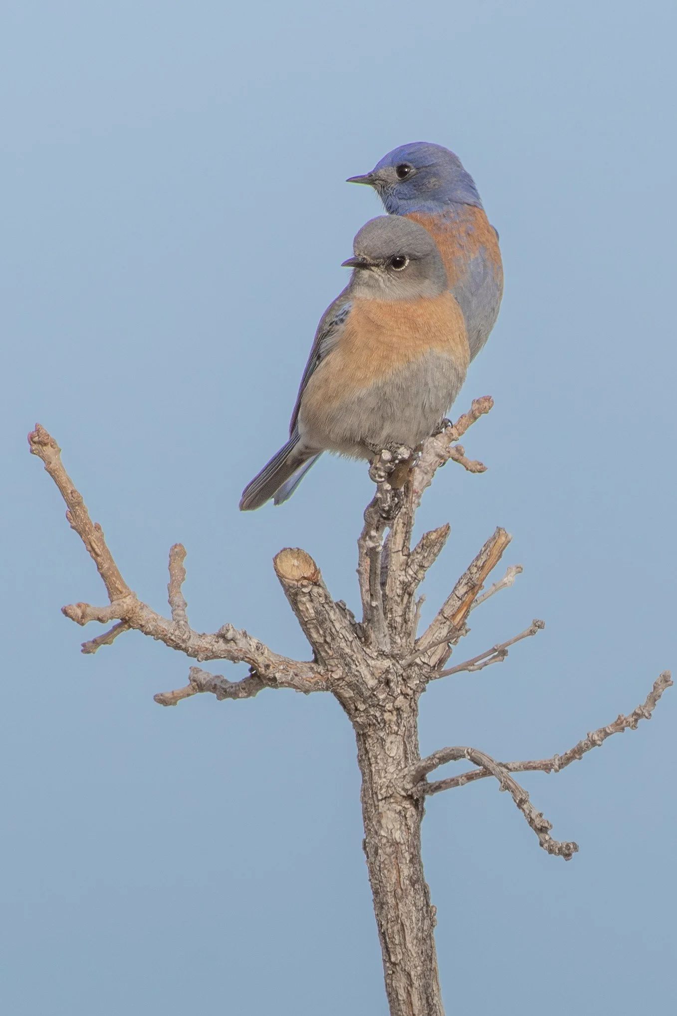 Western Bluebird (Sialia mexicana)