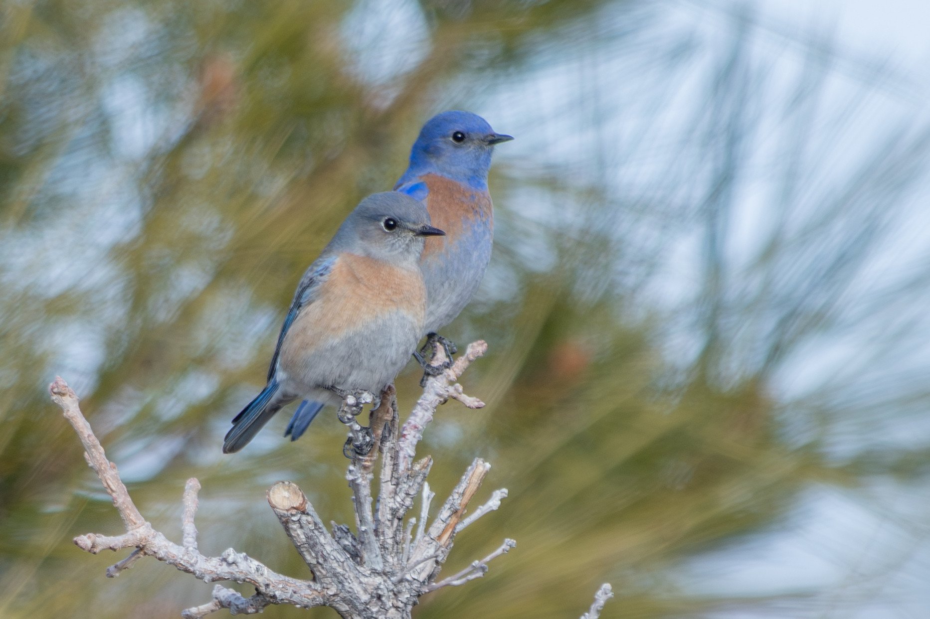 Western Bluebird (Sialia mexicana)