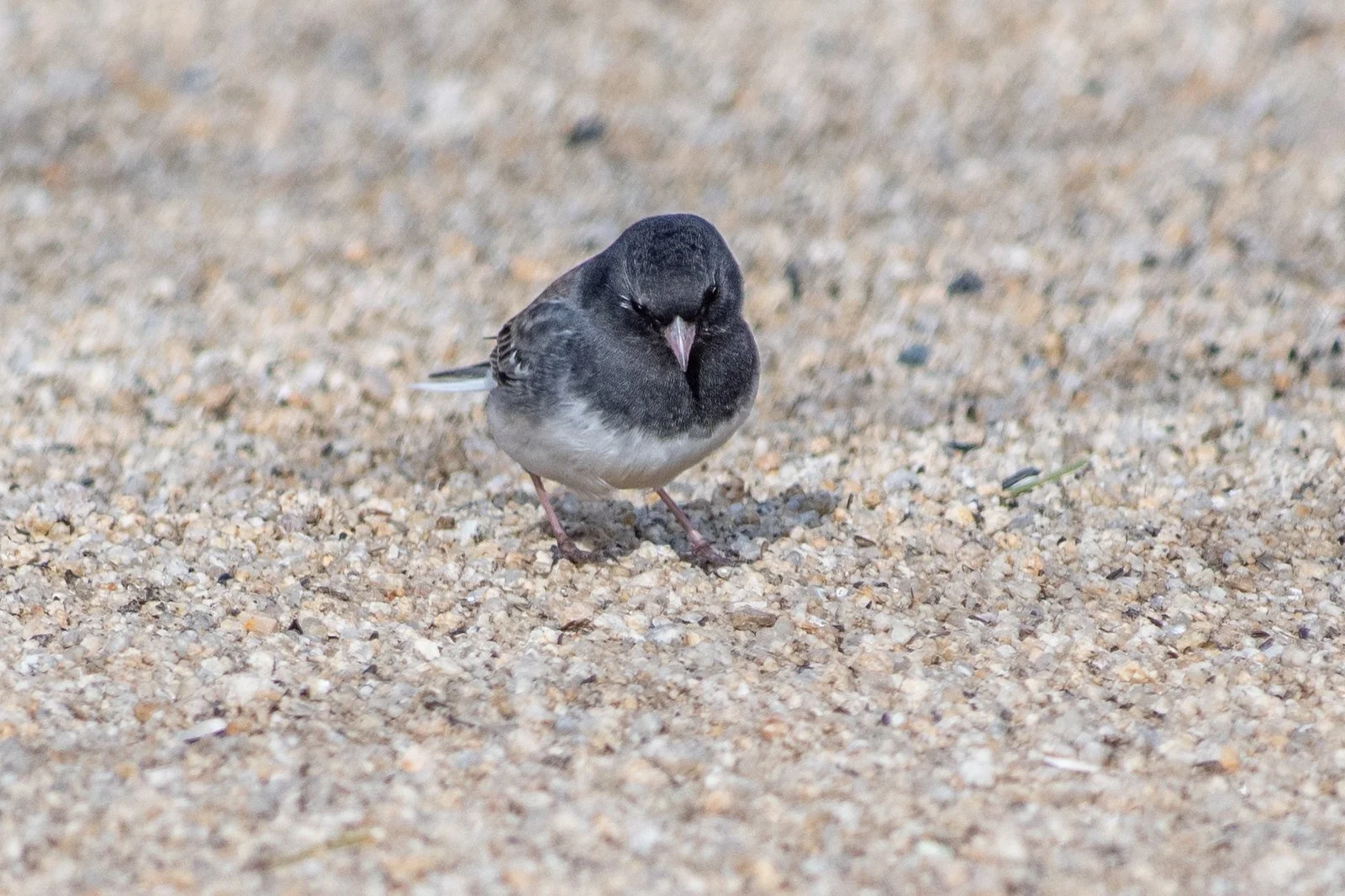 Dark-eyed Junco, Cassiar (Junco hyemalis cismontanus)