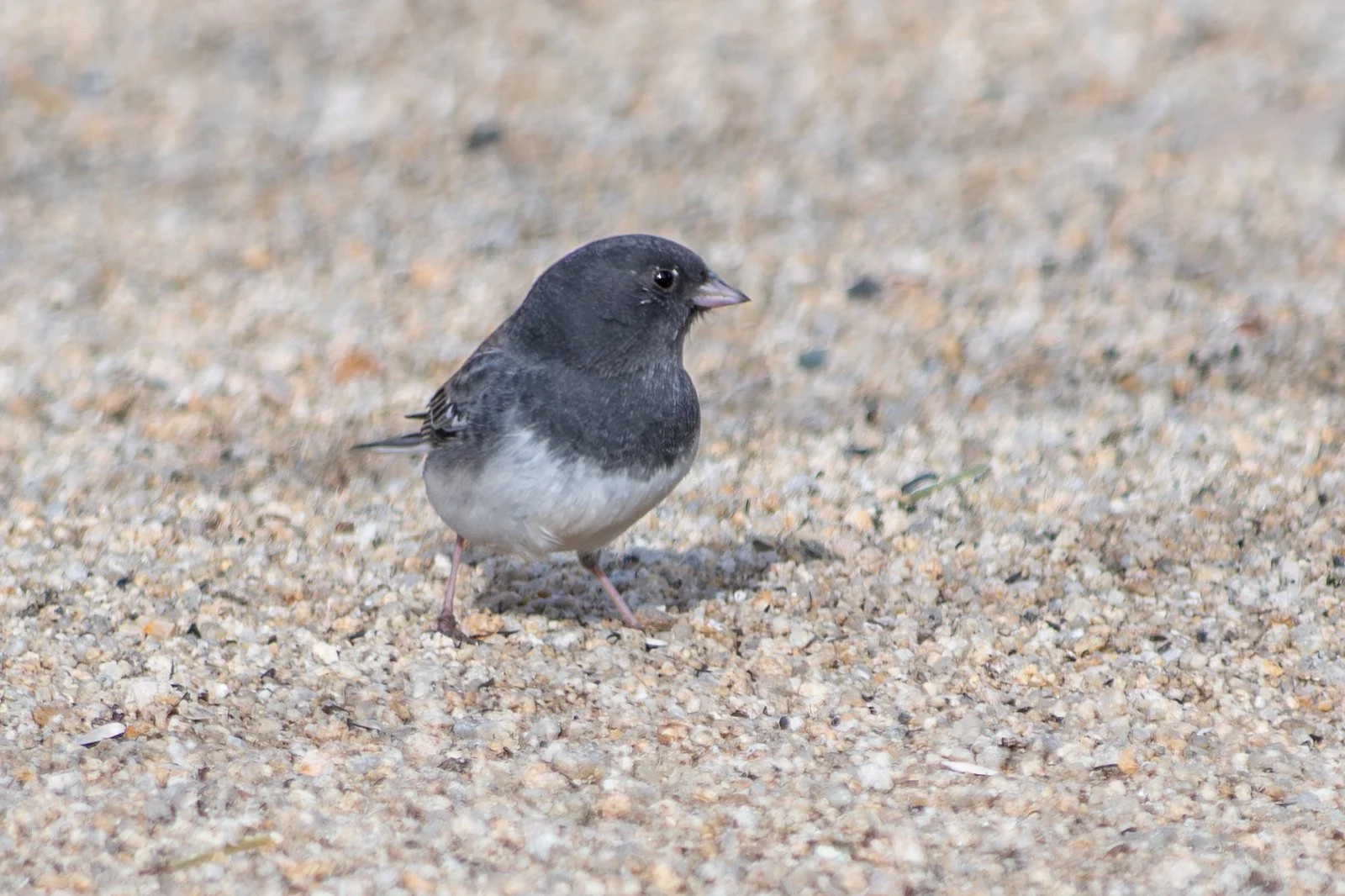 Dark-eyed Junco, Cassiar (Junco hyemalis cismontanus)