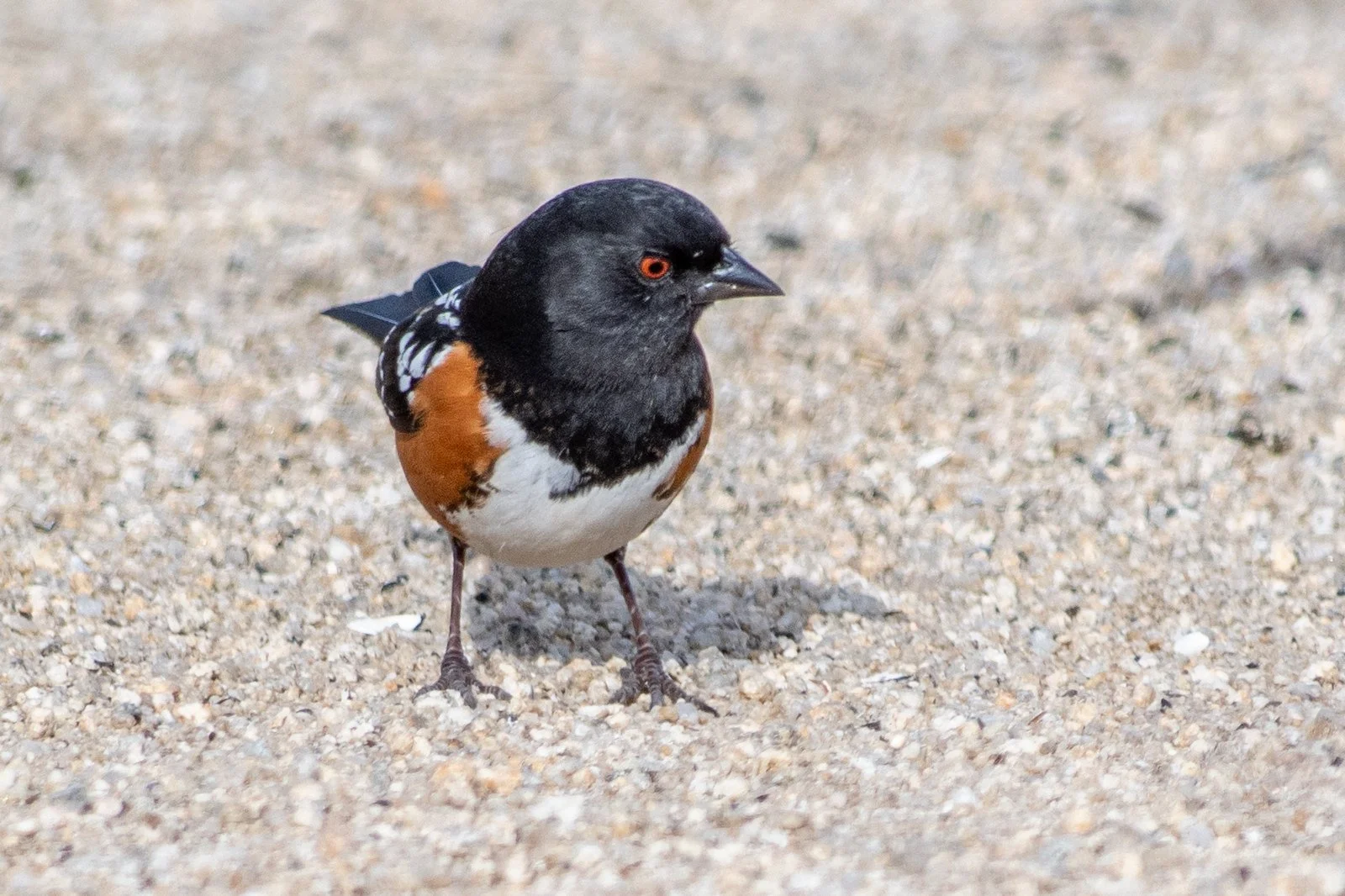 Spotted Towhee (Pipilo maculatus)
