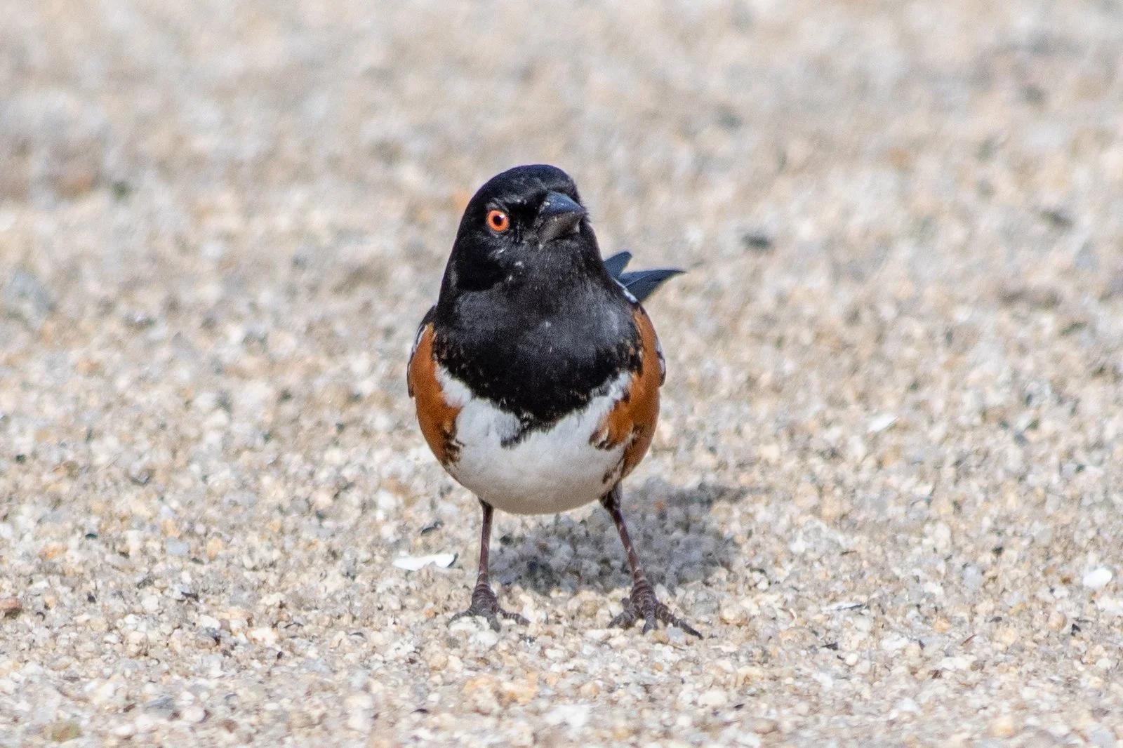 Spotted Towhee (Pipilo maculatus)