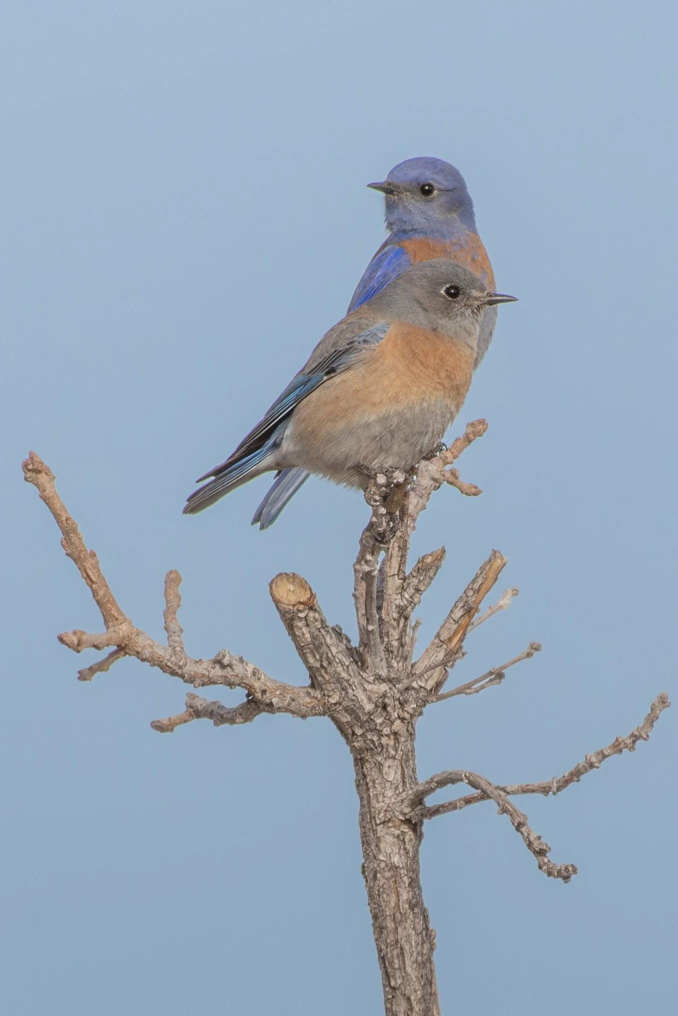Western Bluebird (Sialia mexicana)