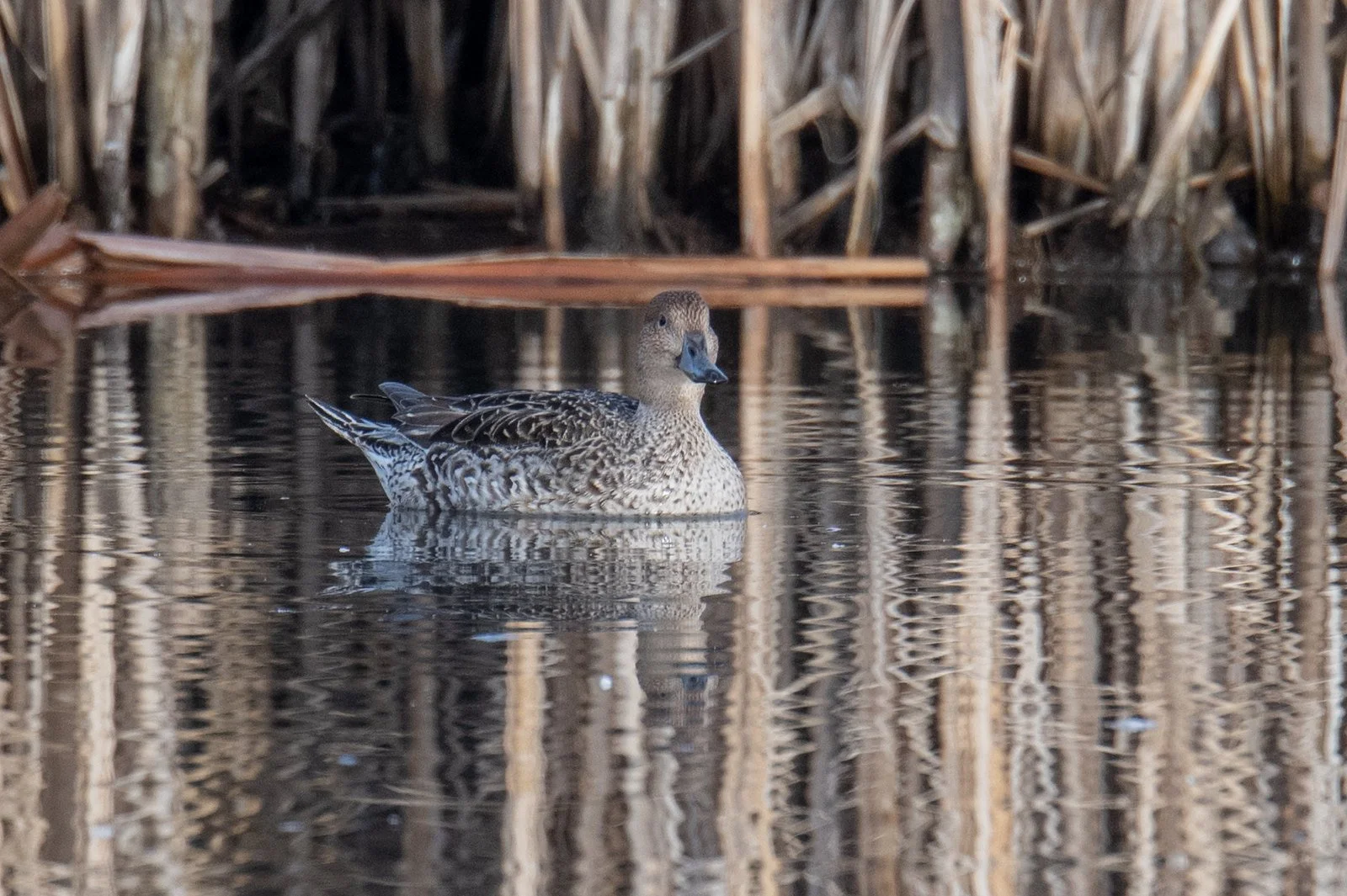 Northern Pintail (Anas acuta)