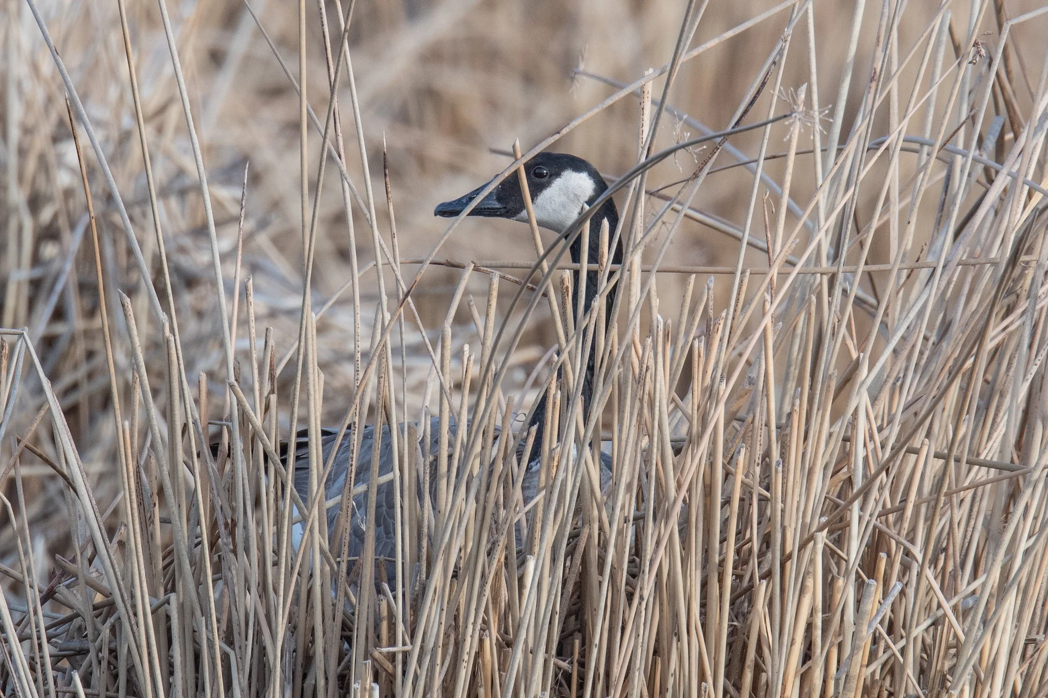 Canada Goose (Branta canadensis)