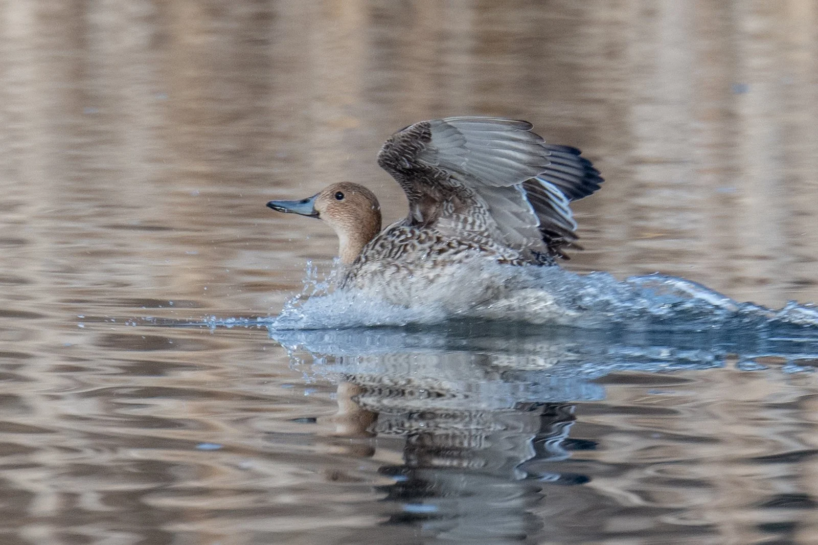 Northern Pintail (Anas acuta)