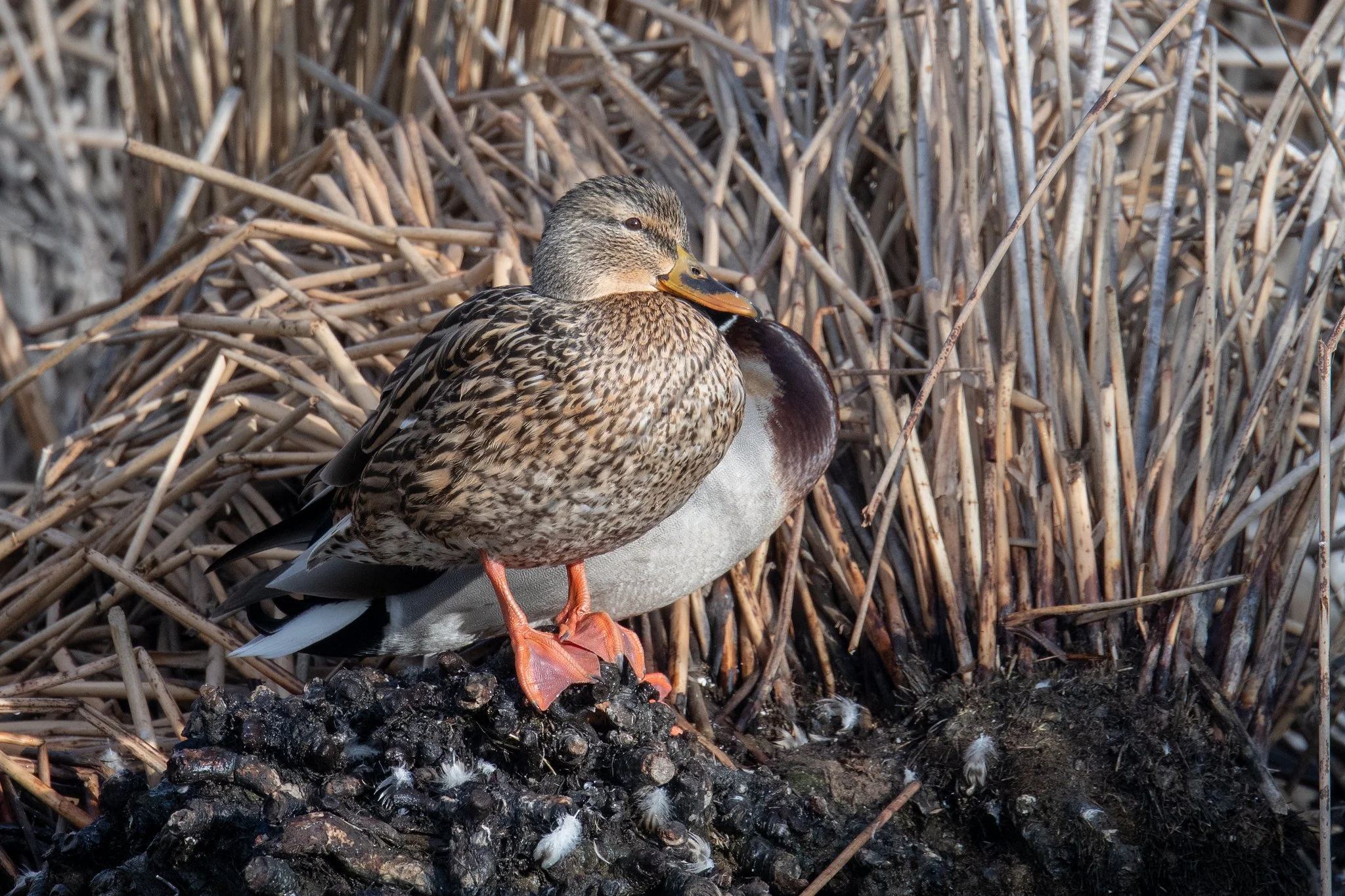 Mallard (Anas platyrhynchos)