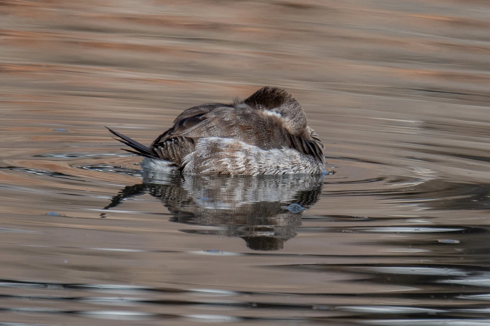 Ruddy Duck (Oxyura jamaicensis)